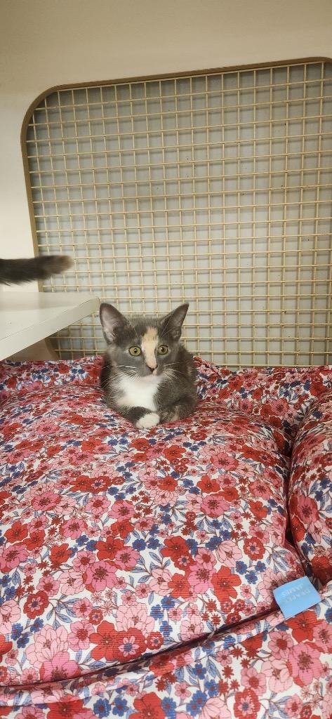 Enlarge Sahara, a Adopted mixed breed in Tampa, FL image 1/1