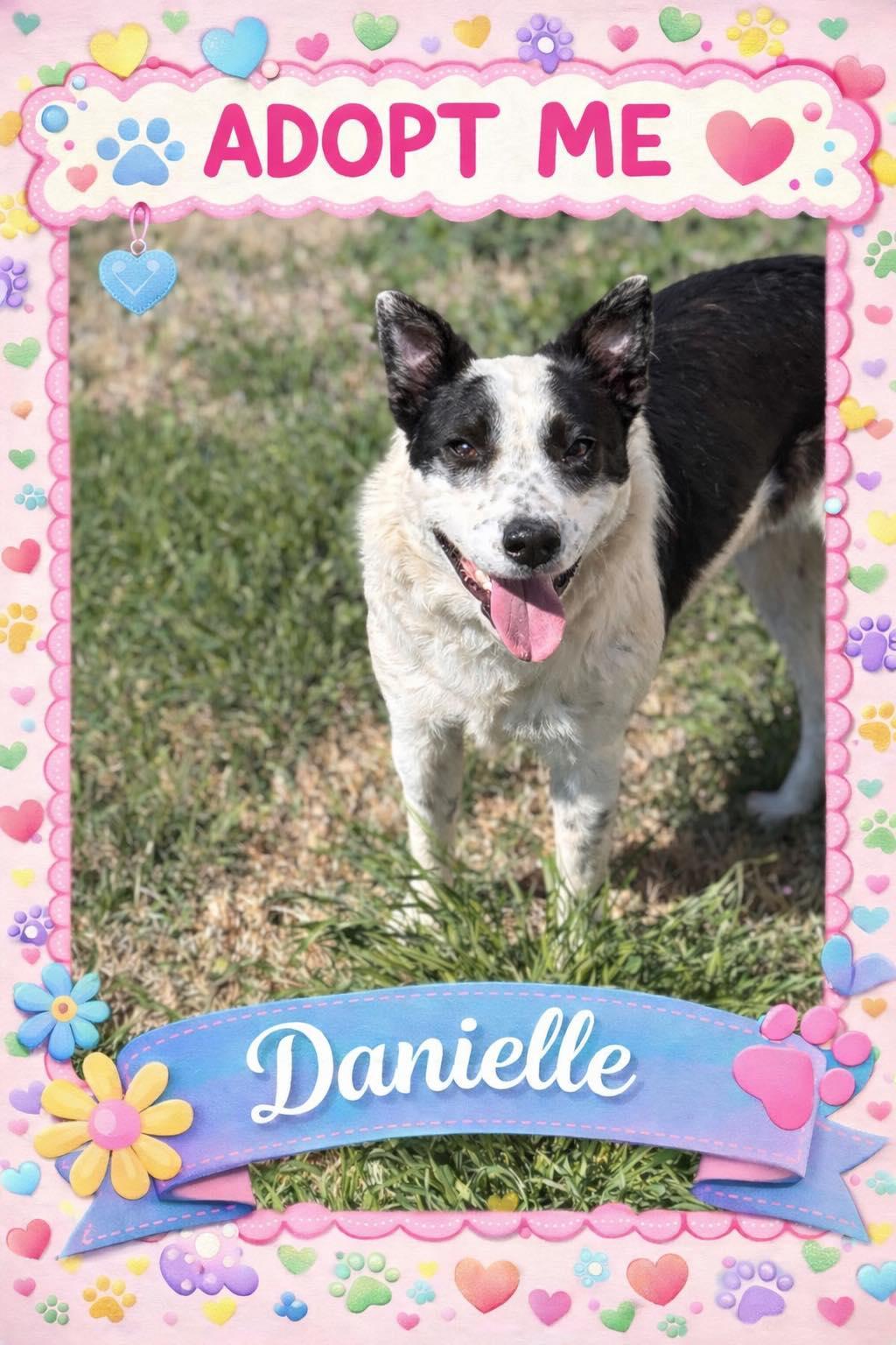 Danielle, ADOPTABLE, Young Female Border Collie.