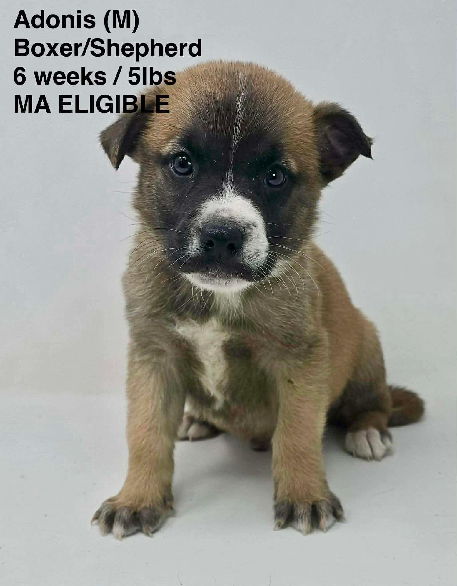 ADONIS, a Adoptable mixed breed in Pomfret Center, CT image 1/2