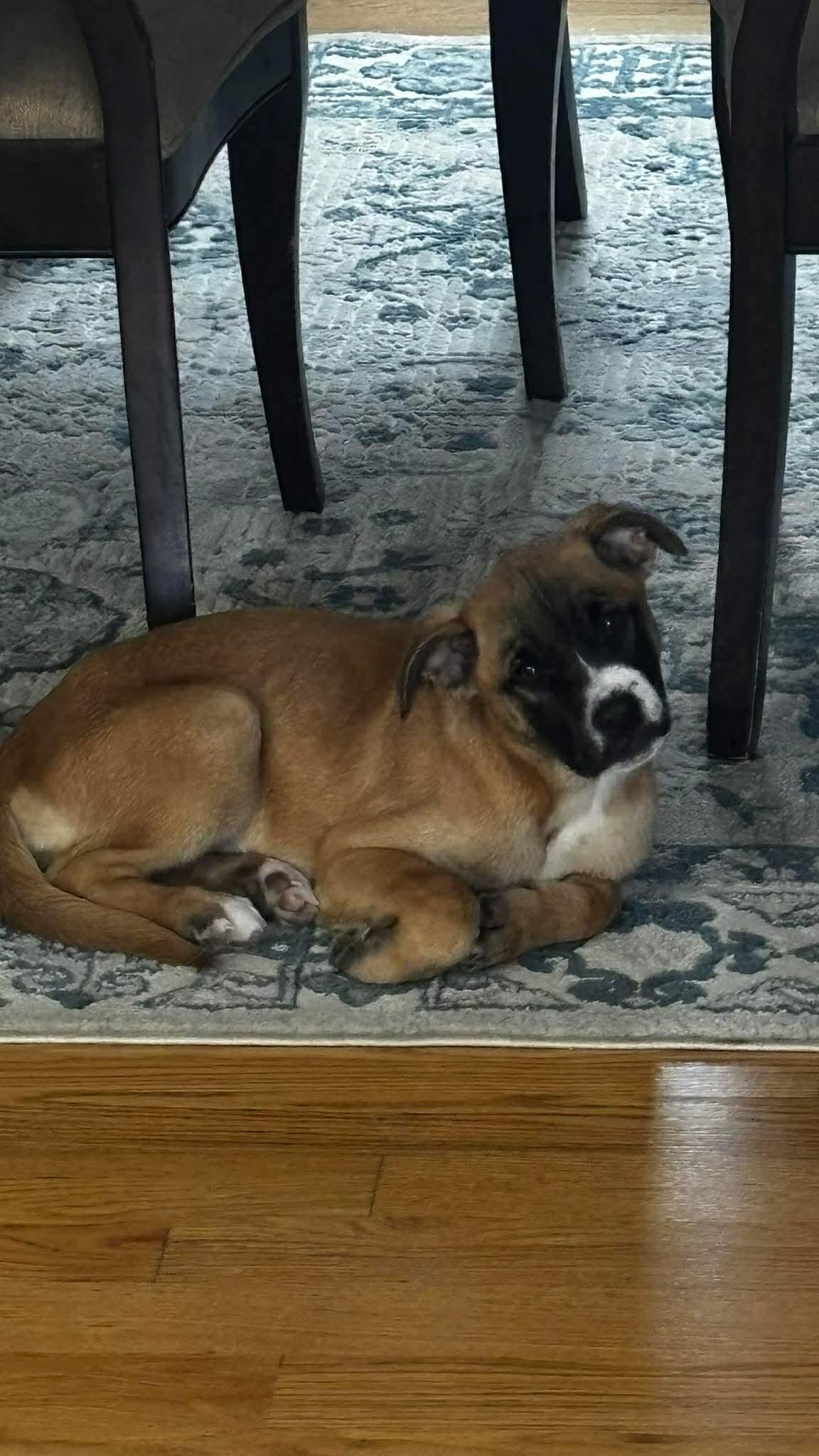 Enlarge ADONIS, a Adoptable mixed breed in Pomfret Center, CT image 1/3