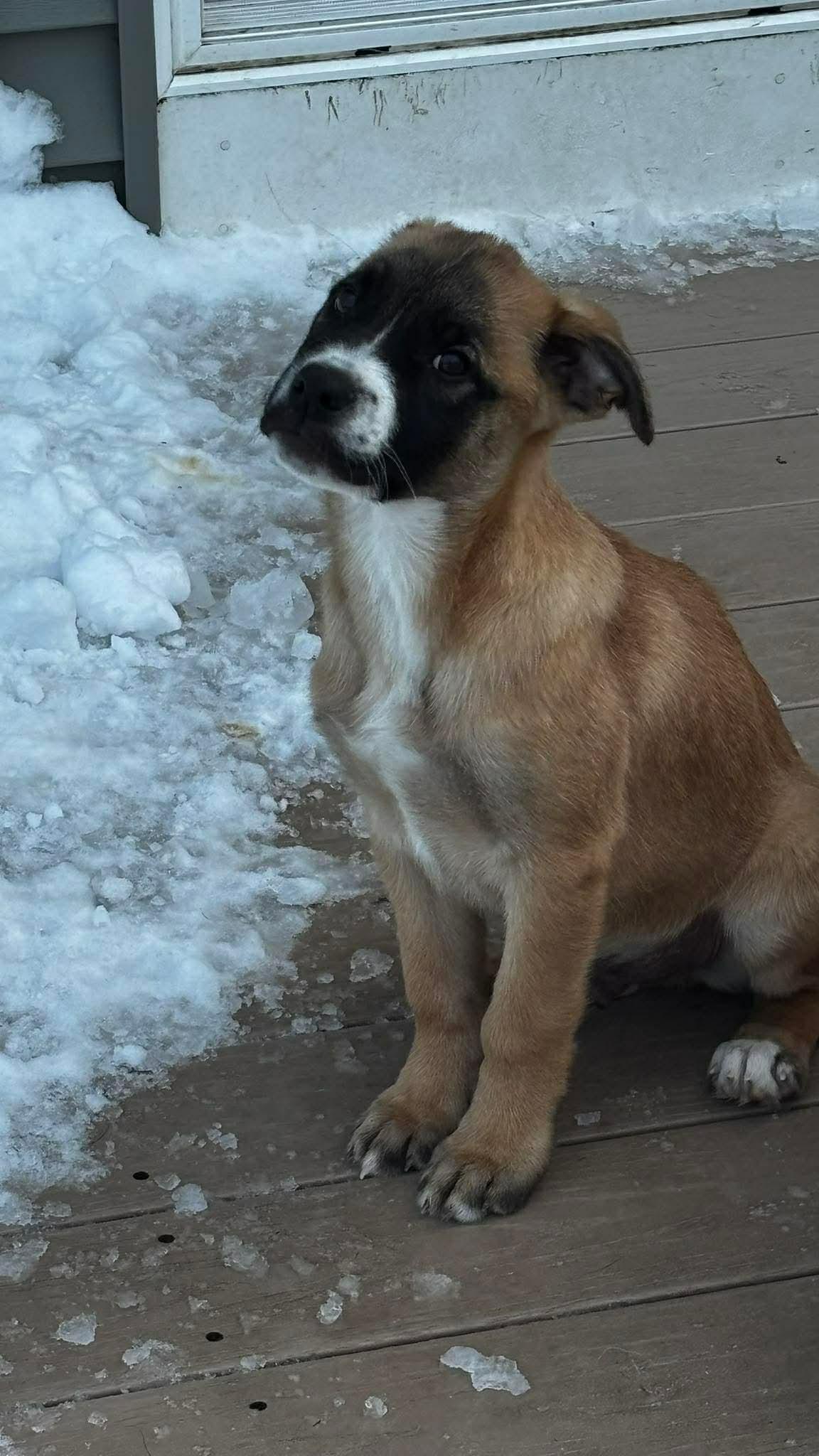 Enlarge ADONIS, a Adoptable mixed breed in Pomfret Center, CT image 2/3