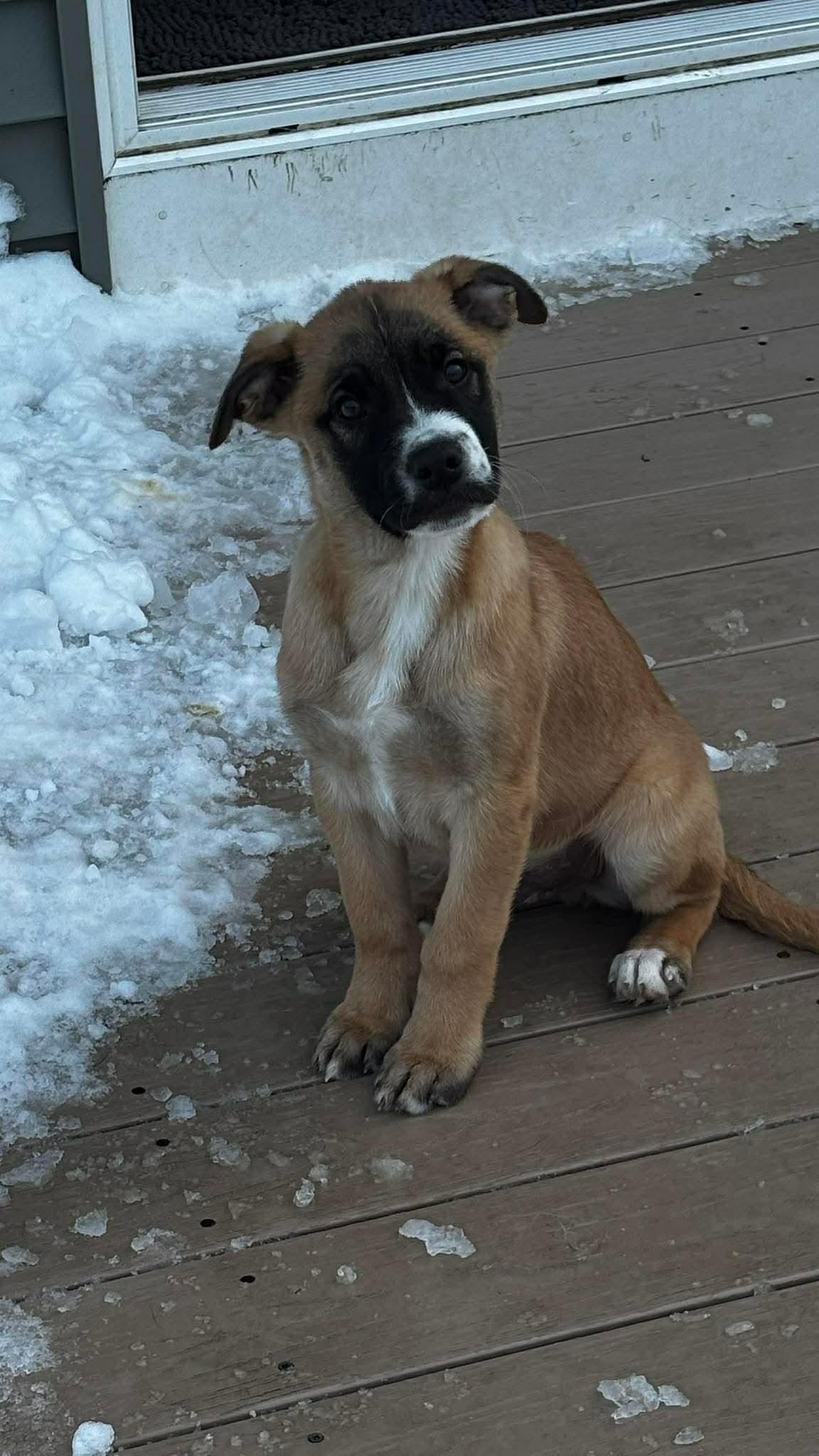 Enlarge ADONIS, a Adoptable mixed breed in Pomfret Center, CT image 3/3