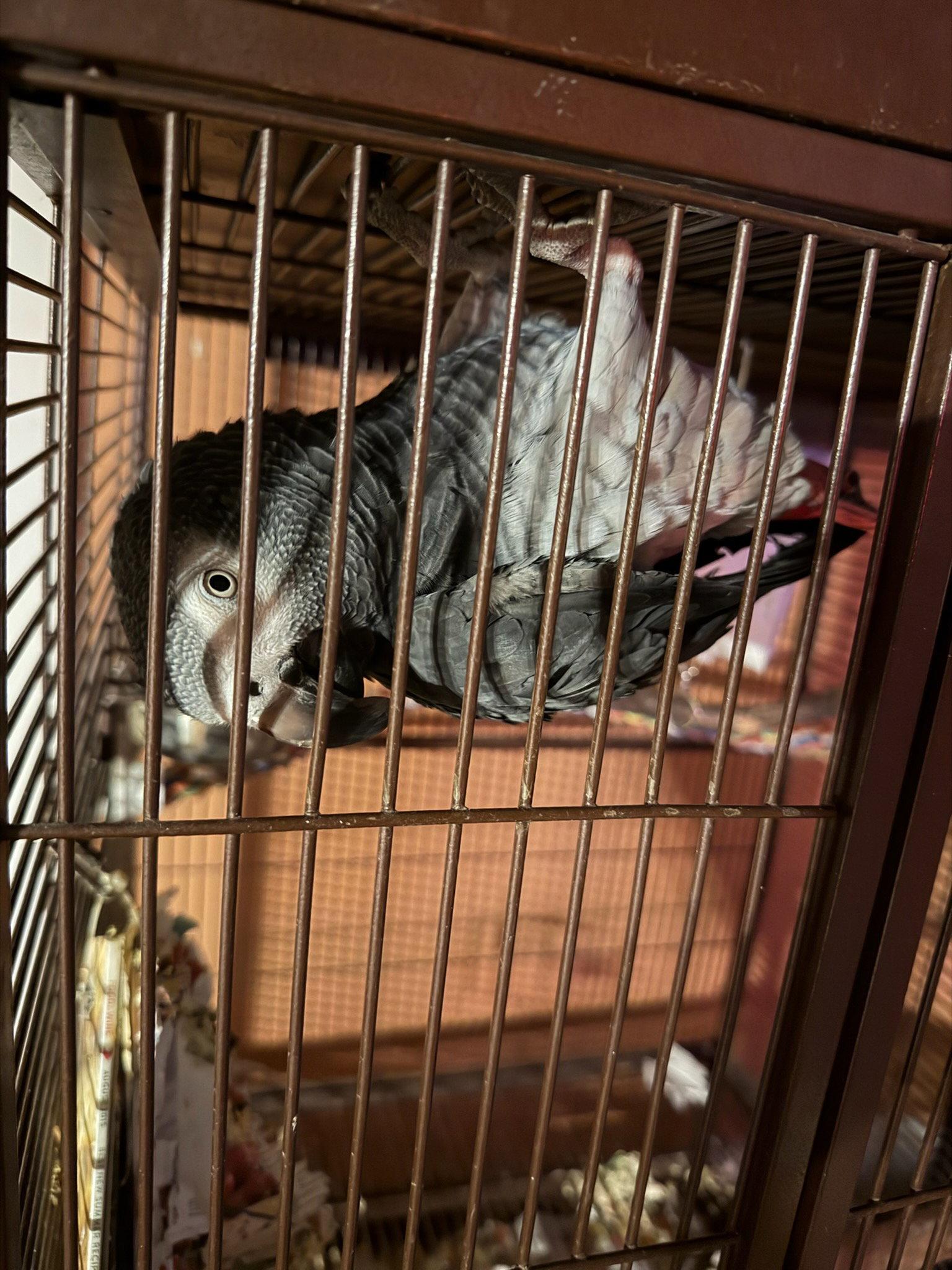 Shredder, Adoptable, Adult Male African Grey.