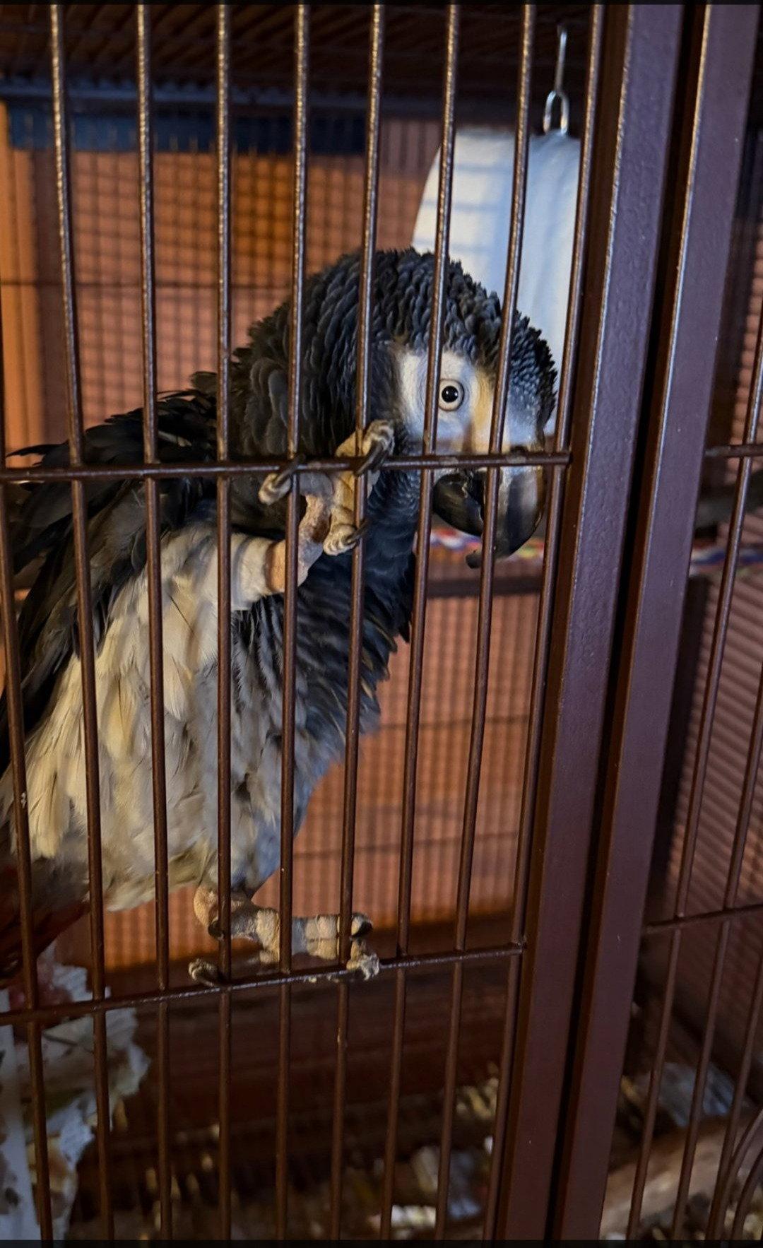 Shredder, a Adoptable African Grey in Aurora, IL image 2/2