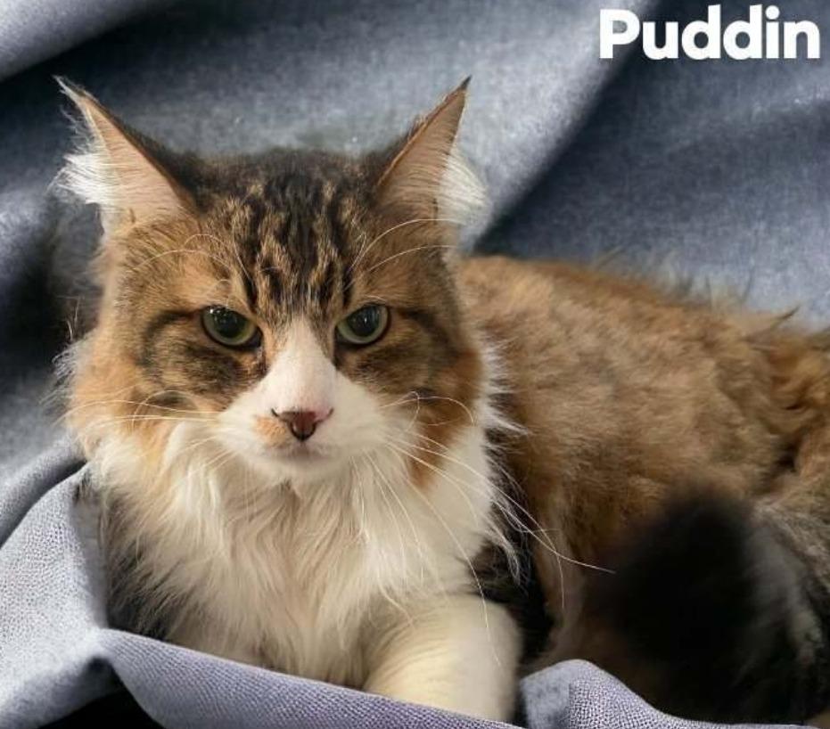 Puddin, Adopted, Adult Male Domestic Long Hair.