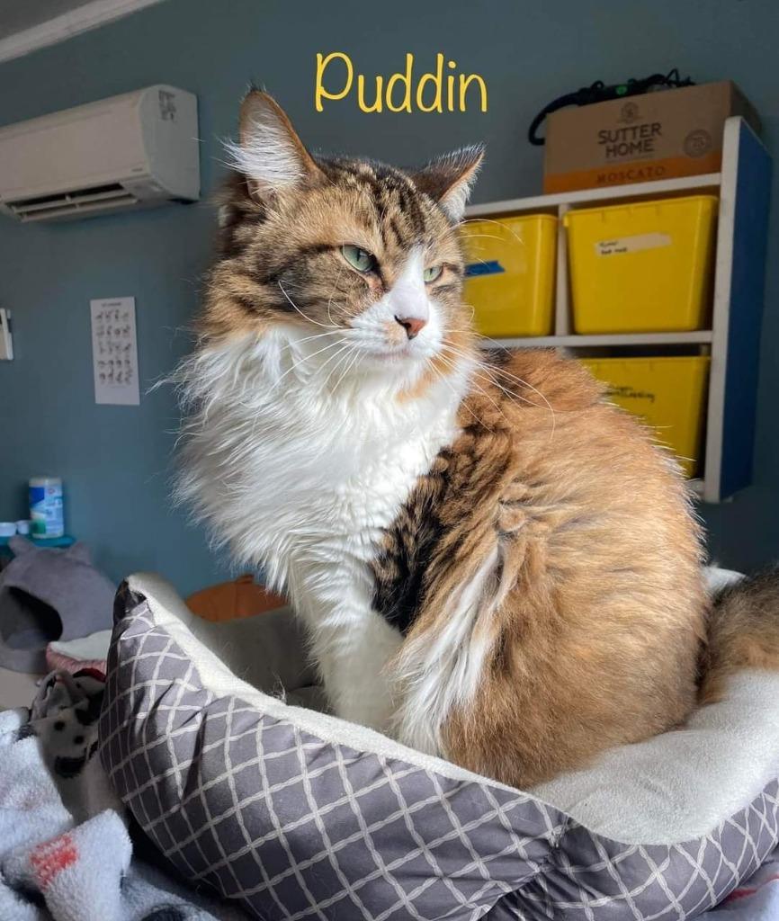 Enlarge Puddin, a Adopted mixed breed in El Dorado, AR image 2/2