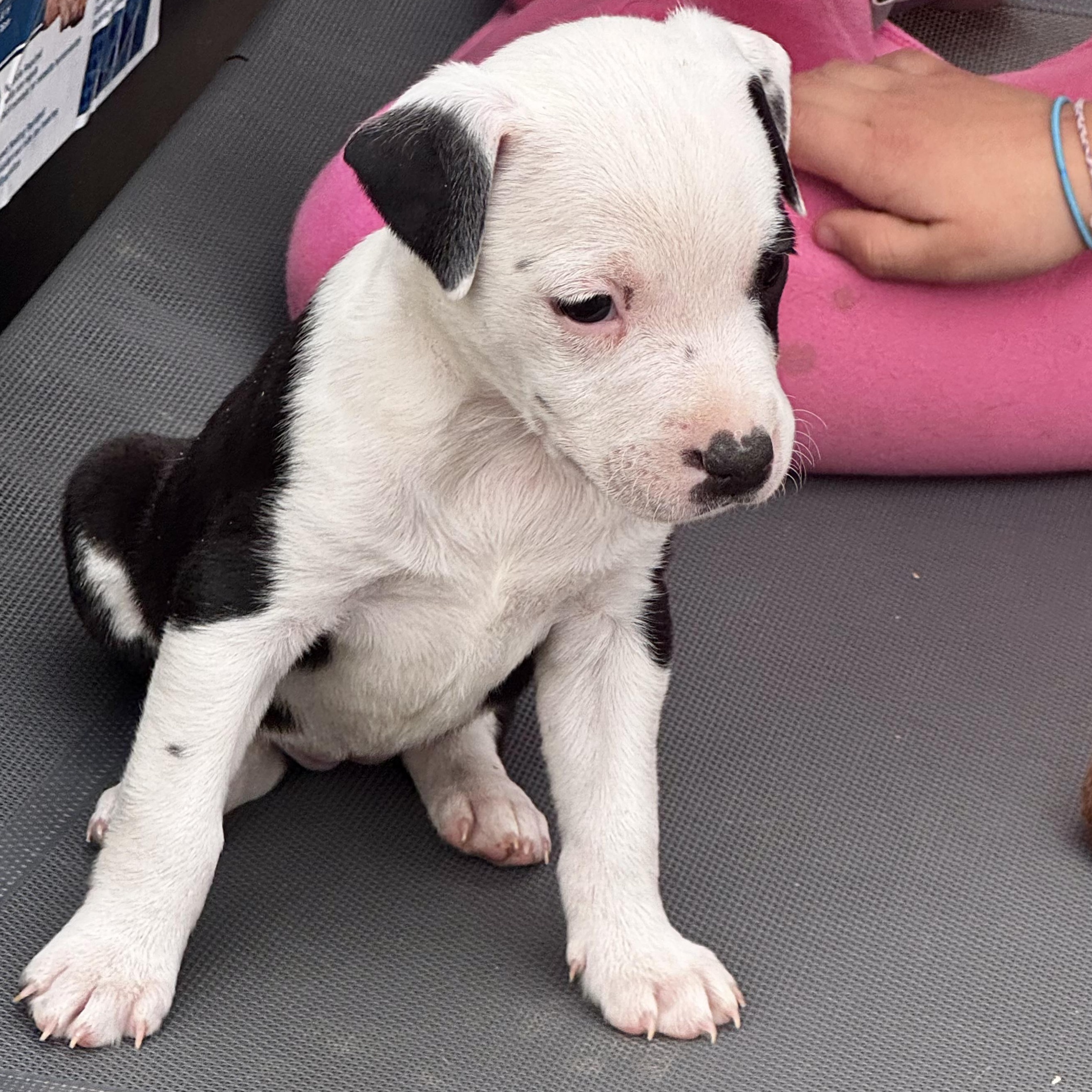 Enlarge Monica, a Adoptable mixed breed in Manvel, TX image 2/6