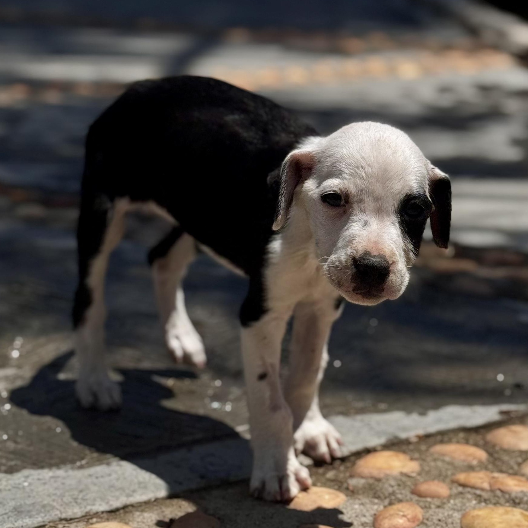 Enlarge Monica, a Adoptable mixed breed in Manvel, TX image 6/6