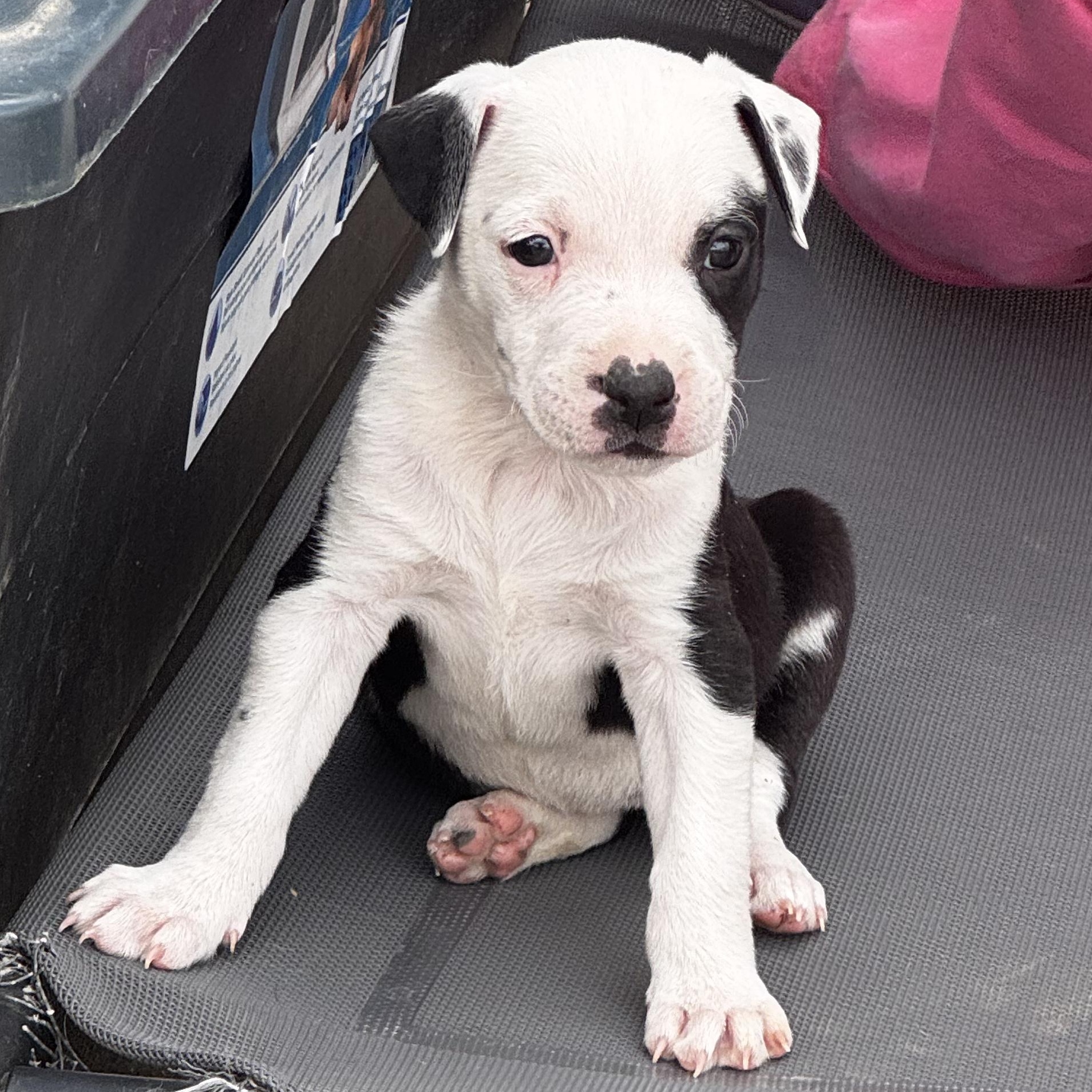 Enlarge Monica, a Adoptable mixed breed in Manvel, TX image 3/6