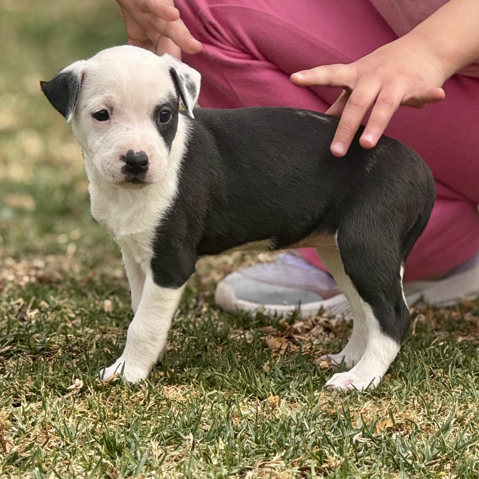 Monica, Adoptable, Puppy Female Pit Bull Terrier & Dalmatian.