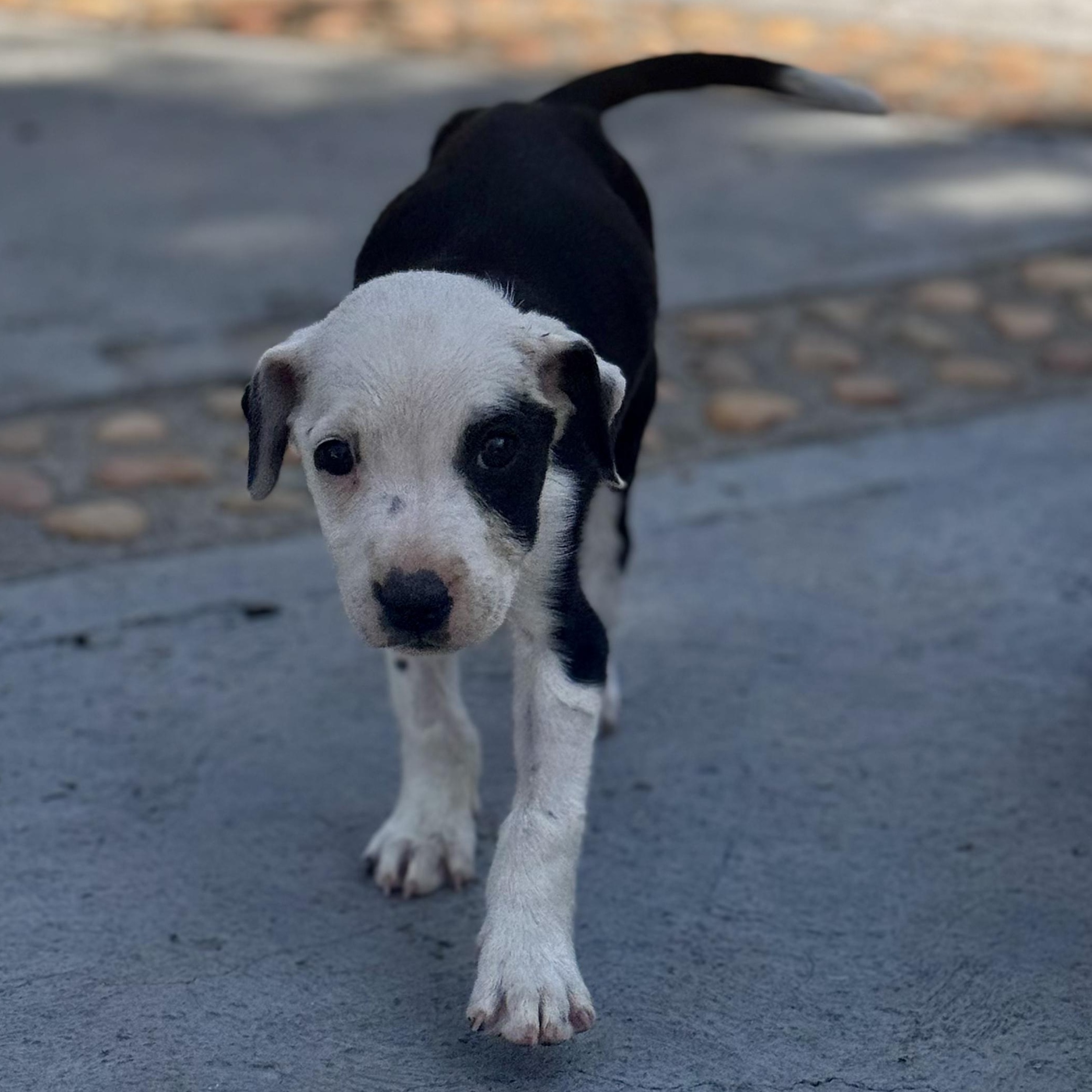 Enlarge Monica, a Adoptable mixed breed in Manvel, TX image 5/6