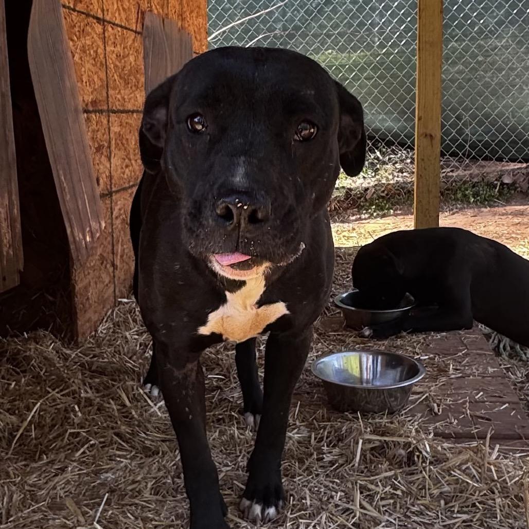 Billy Jean, Adoptable, Adult Female Labrador Retriever & Mixed Breed.