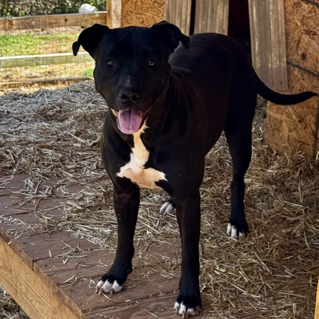 Billy Jean, a Adoptable mixed breed in Birmingham, AL image 2/2