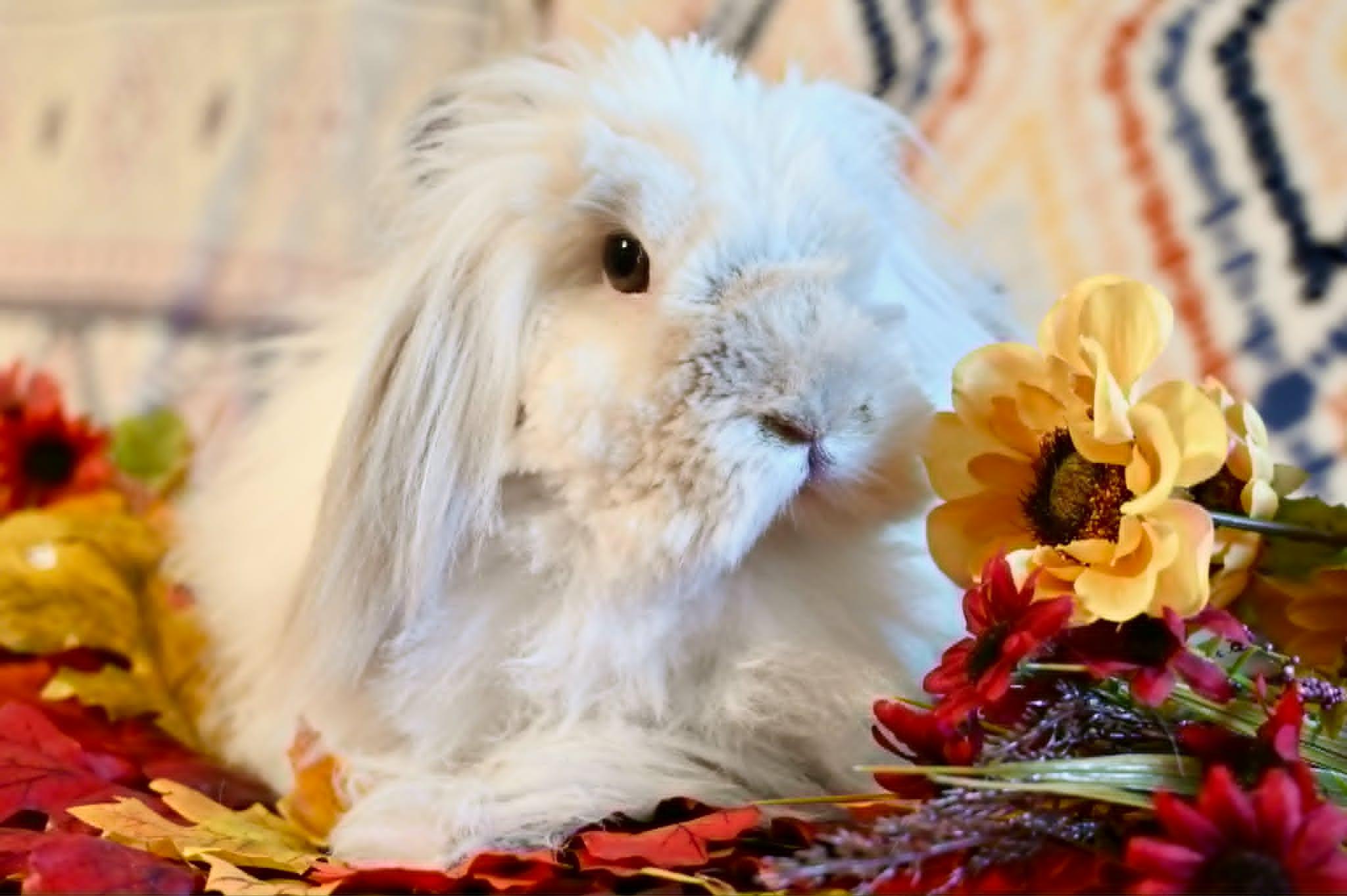 Enlarge Josette, a ADOPTABLE Bunny Rabbit in Garland, TX image 1/4