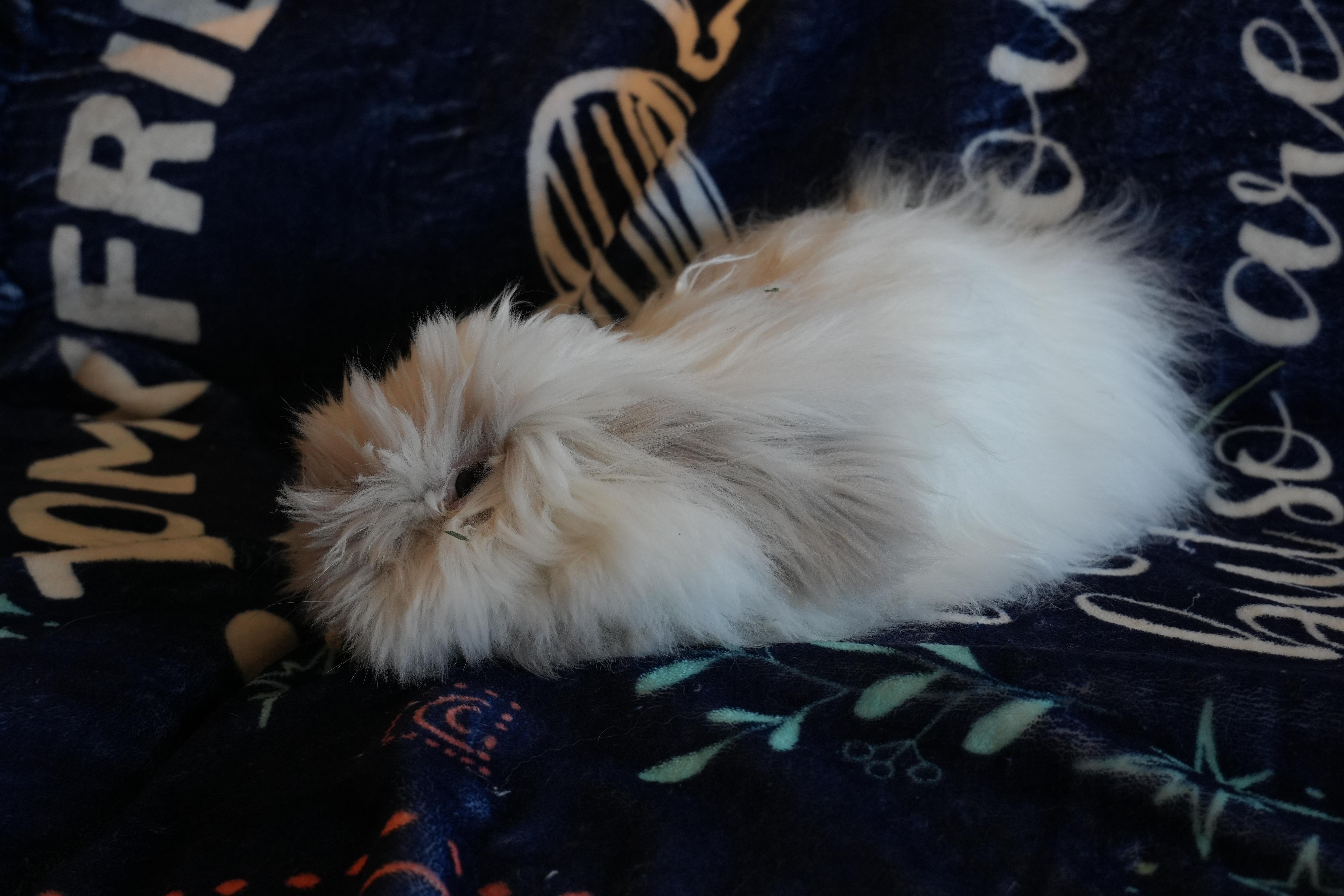 Enlarge Josette, a ADOPTABLE Bunny Rabbit in Garland, TX image 2/3