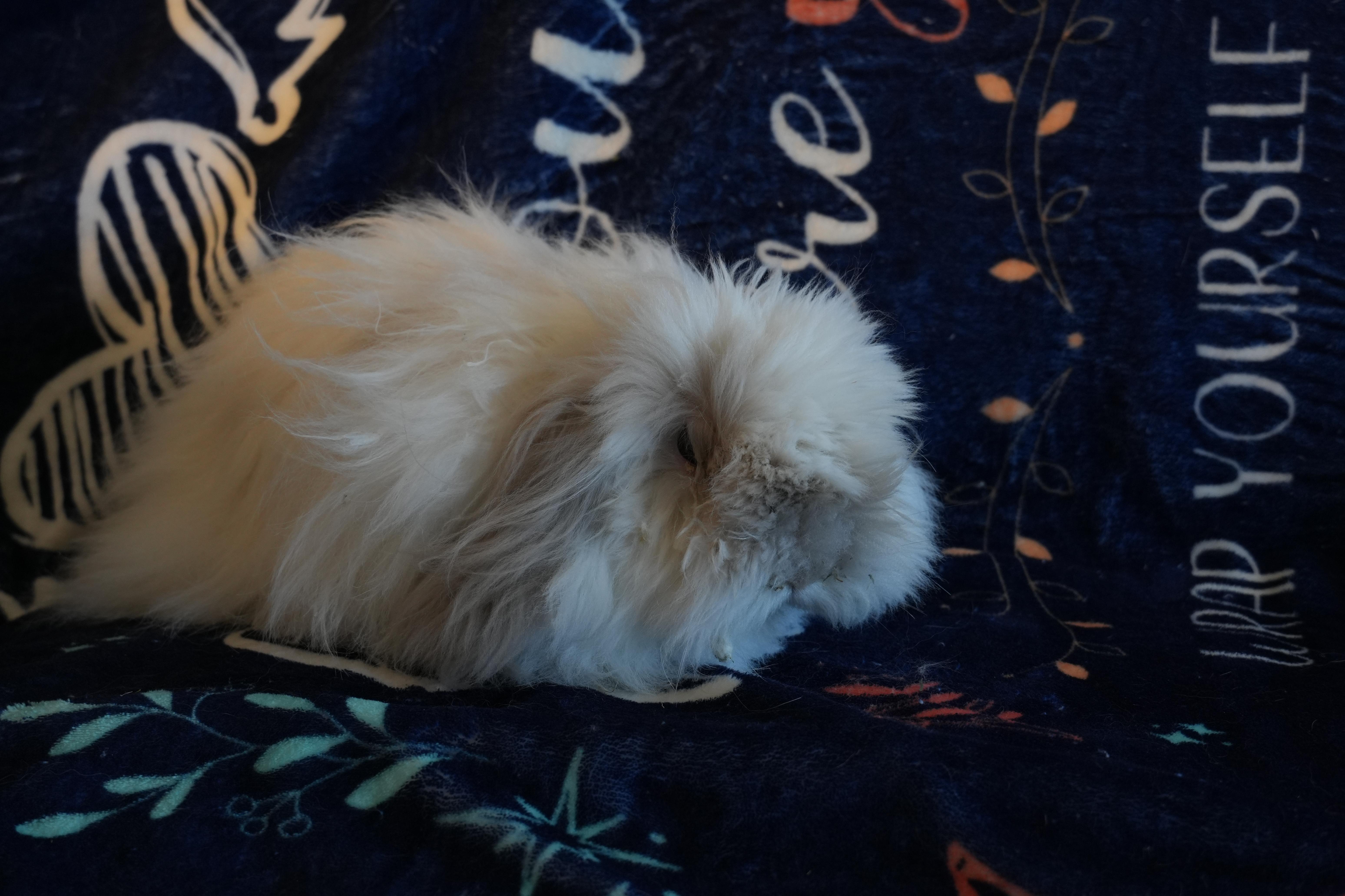 Josette, ADOPTABLE, Adult Female Bunny Rabbit.