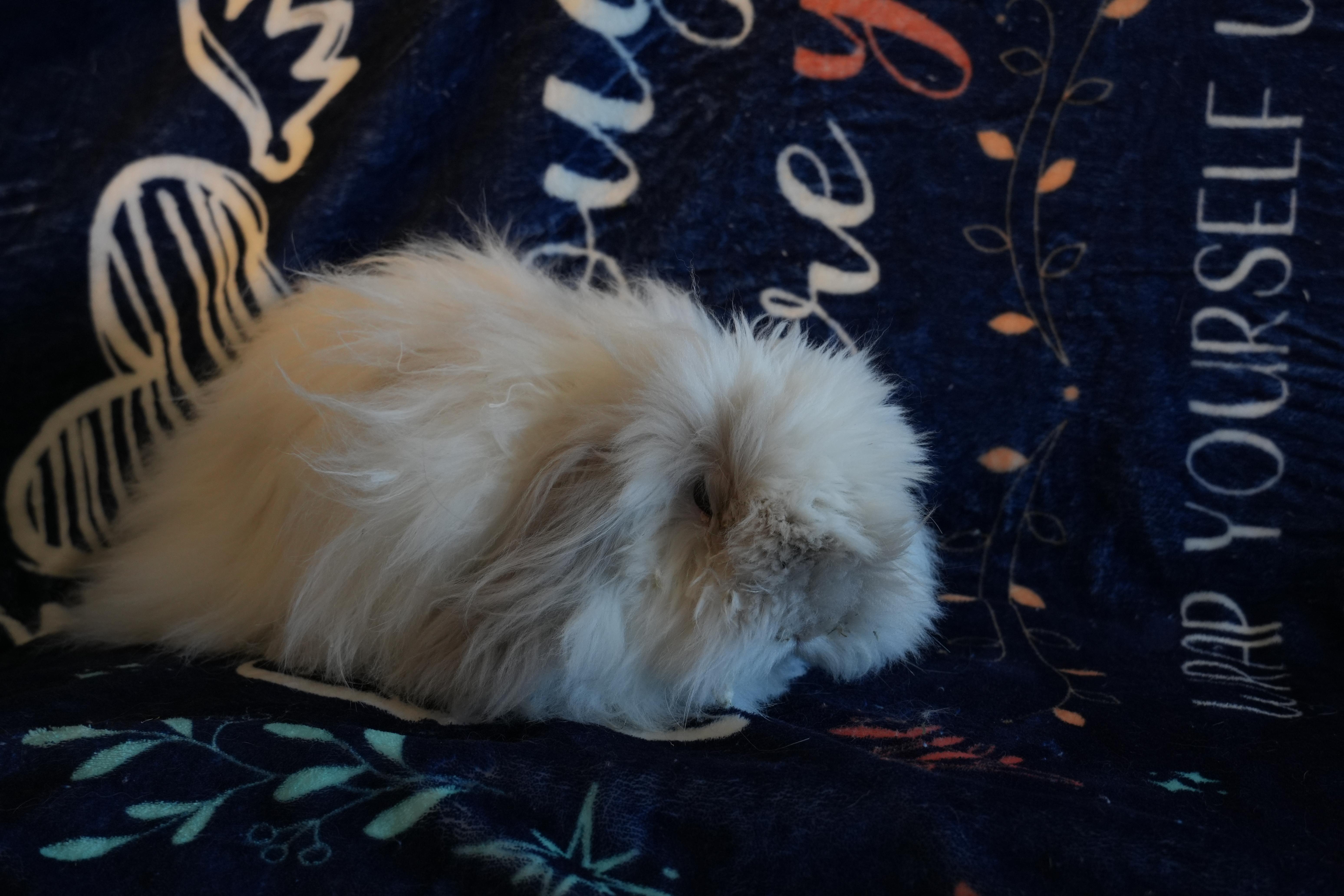 Enlarge Josette, a ADOPTABLE Bunny Rabbit in Garland, TX image 3/3