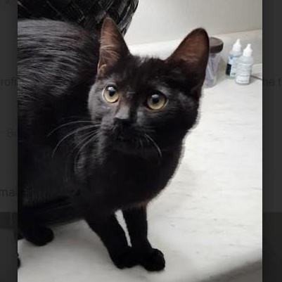 Enlarge Sabrina Haseman, a Adoptable mixed breed in Denver, CO image 3/6