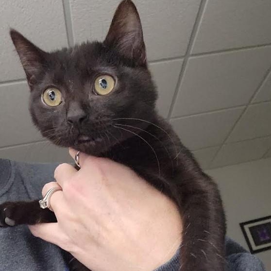 Enlarge Sabrina Haseman, a Adoptable mixed breed in Denver, CO image 4/6