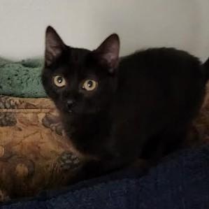 Sabrina Haseman, Adoptable, Kitten Female Domestic Short Hair.