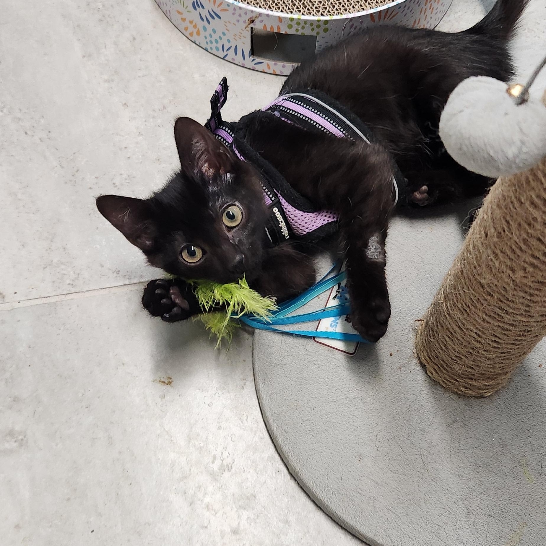 Enlarge Sabrina Haseman, a Adoptable mixed breed in Denver, CO image 2/6