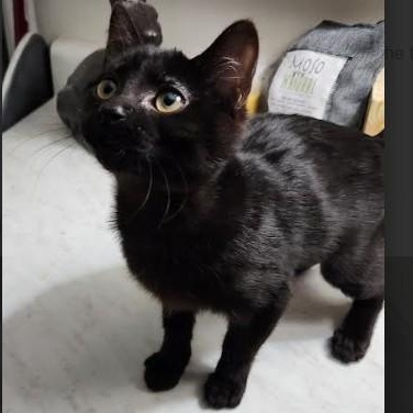 Enlarge Sabrina Haseman, a Adoptable mixed breed in Denver, CO image 5/6