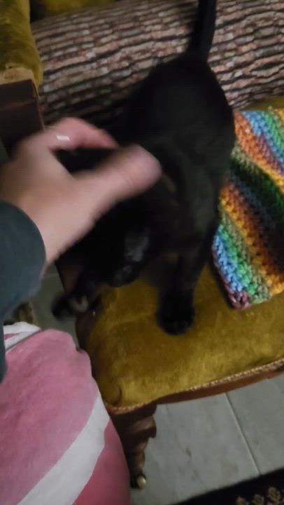 Enlarge Sabrina Haseman, a Adoptable mixed breed in Denver, CO video 6/6