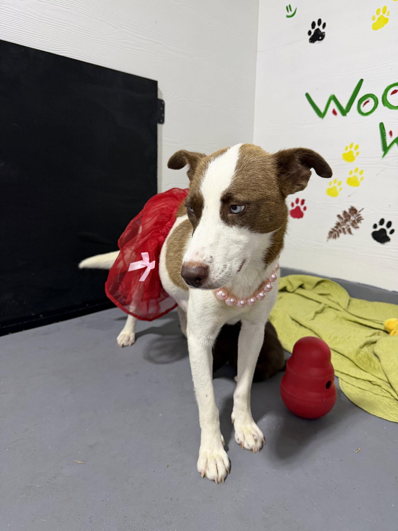 Jinny, a Adoptable Labrador Retriever in The Woodlands, TX image 1/3