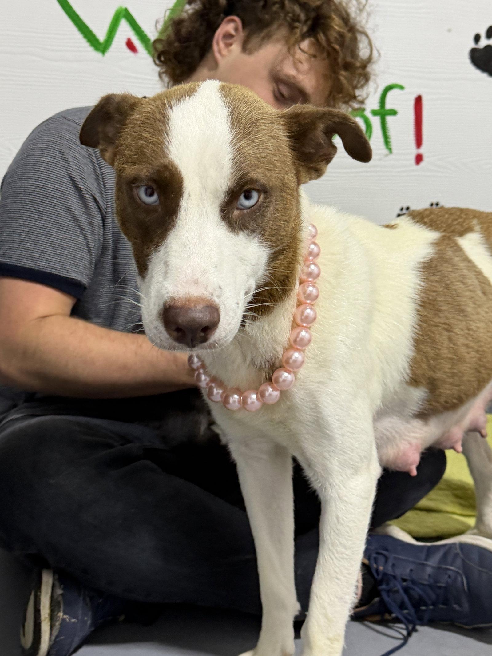 Jinny, a Adoptable Labrador Retriever in The Woodlands, TX image 2/3