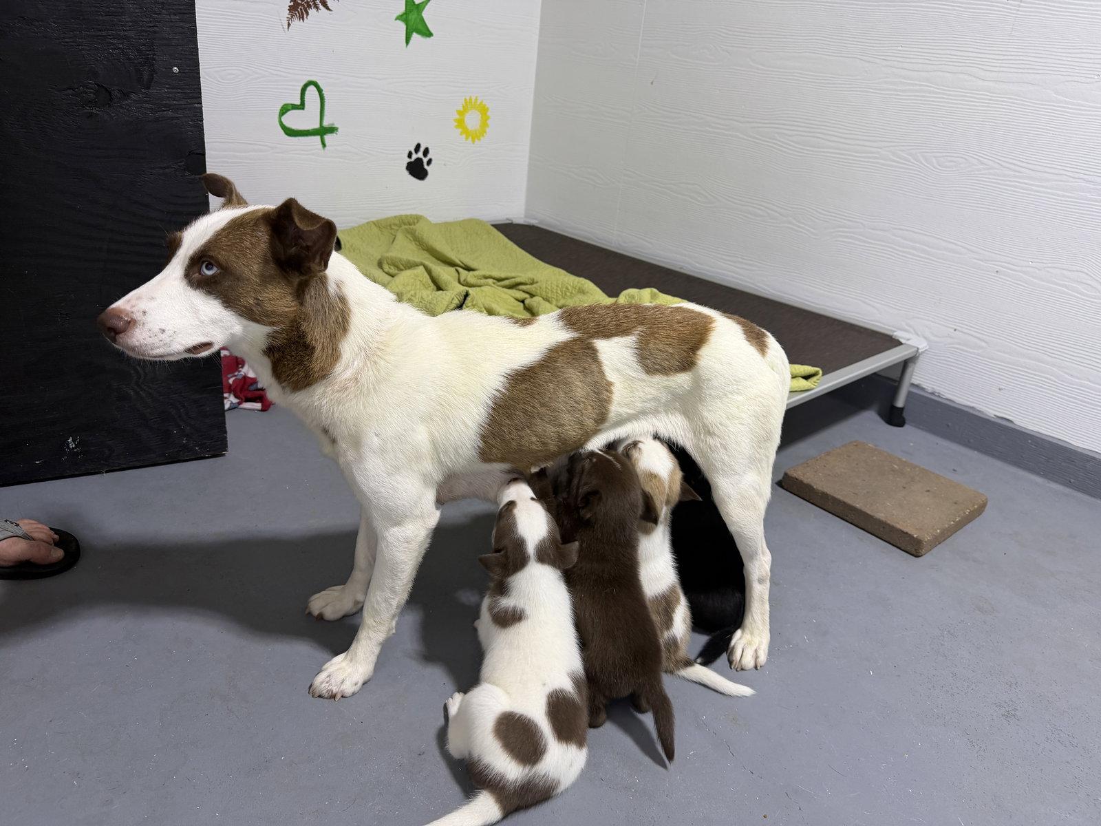 Jinny, a Adoptable Labrador Retriever in The Woodlands, TX image 3/3