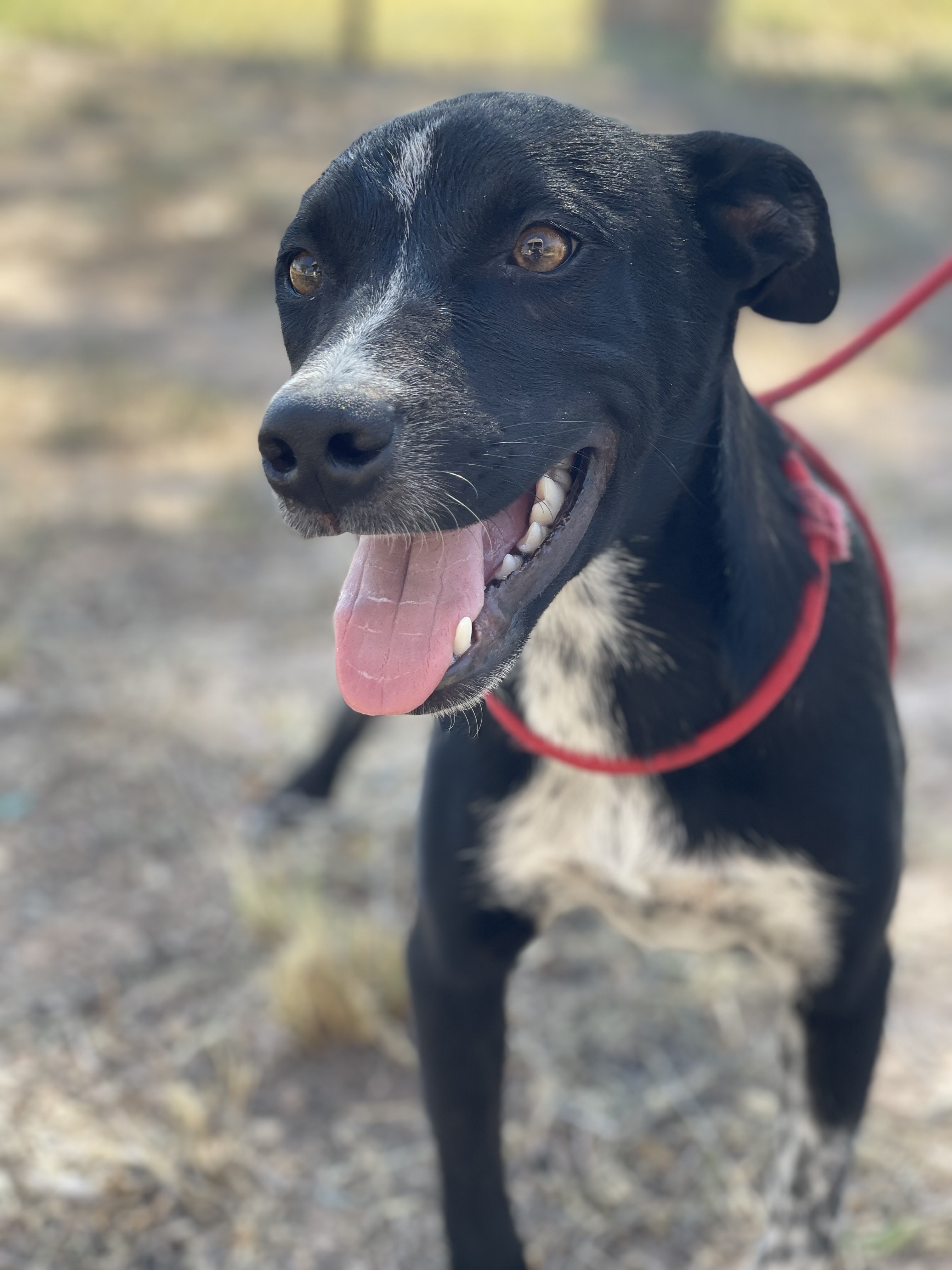 Enlarge Bear, a Adoptable Australian Cattle Dog / Blue Heeler image 1/3