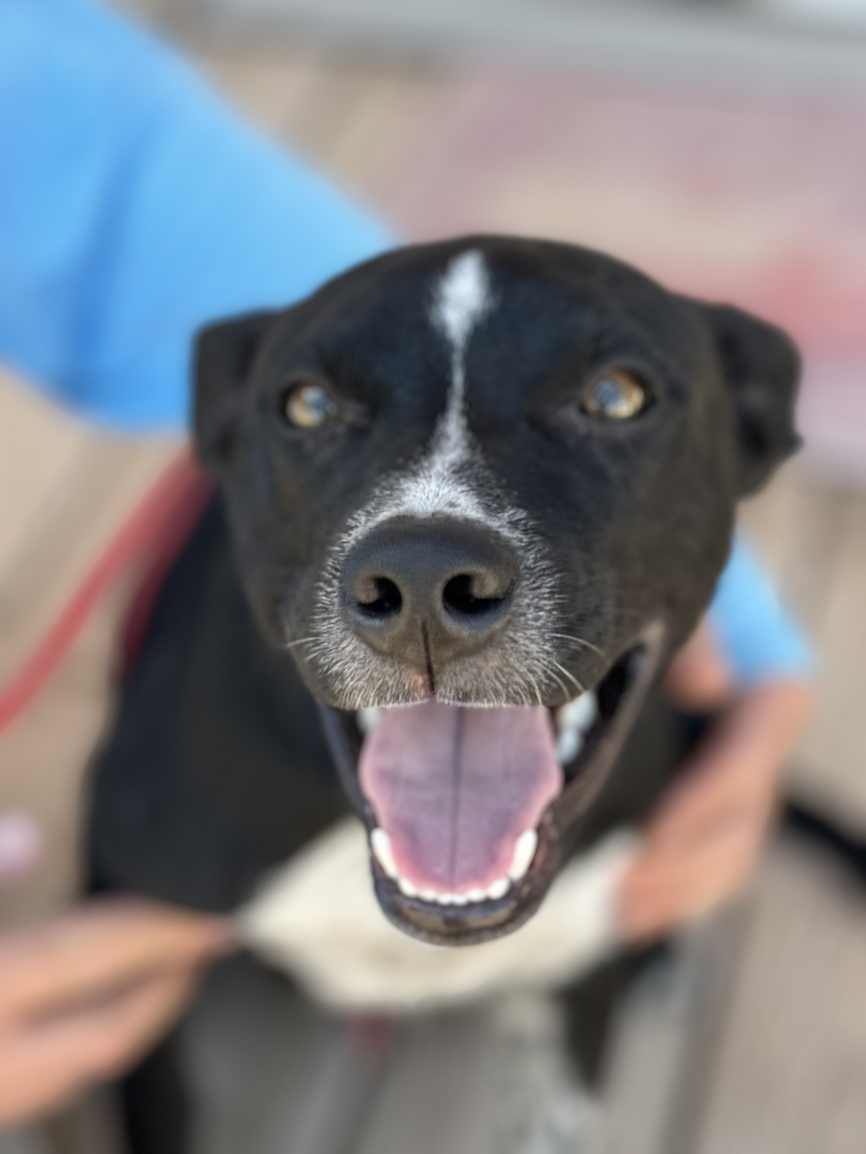 Enlarge Bear, a Adoptable Australian Cattle Dog / Blue Heeler image 2/3
