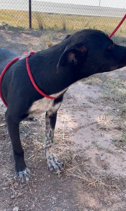 Enlarge Bear, a Adoptable Australian Cattle Dog / Blue Heeler video 3/3