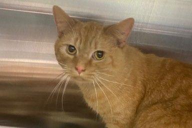 Enlarge Thor, a Adoptable mixed breed in Waverly, NY image 1/1