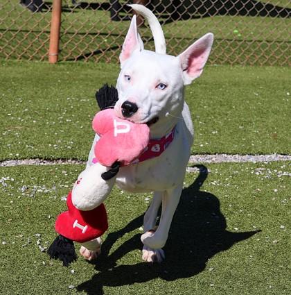 Enlarge Fairy, an adoptable Mixed Breed in Athens, GA image 5/6