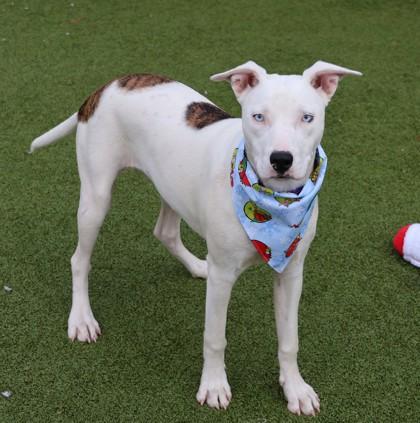 Enlarge Fairy, an adoptable Mixed Breed in Athens, GA image 6/6