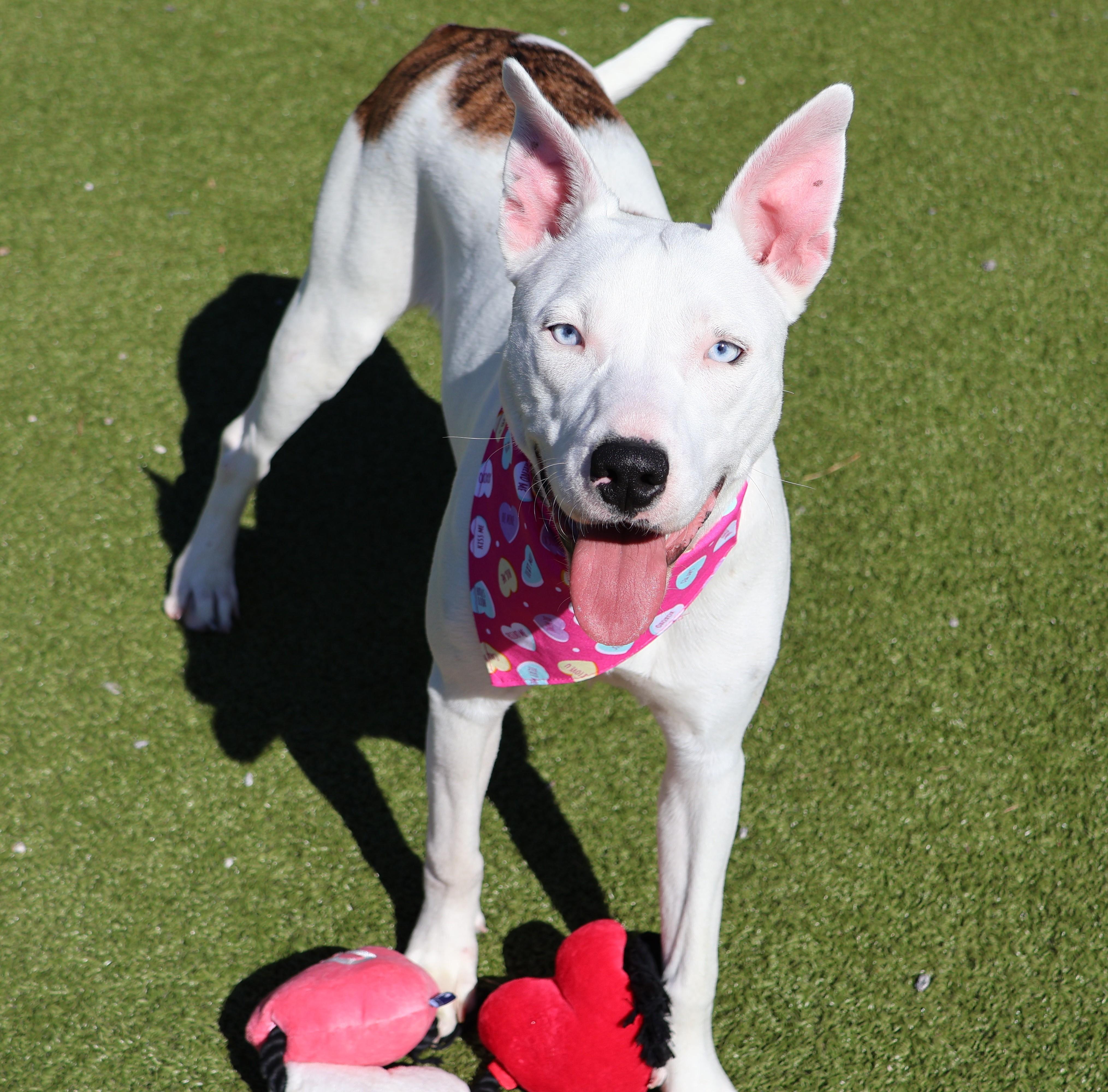 Enlarge Fairy, an adoptable Mixed Breed in Athens, GA image 1/6