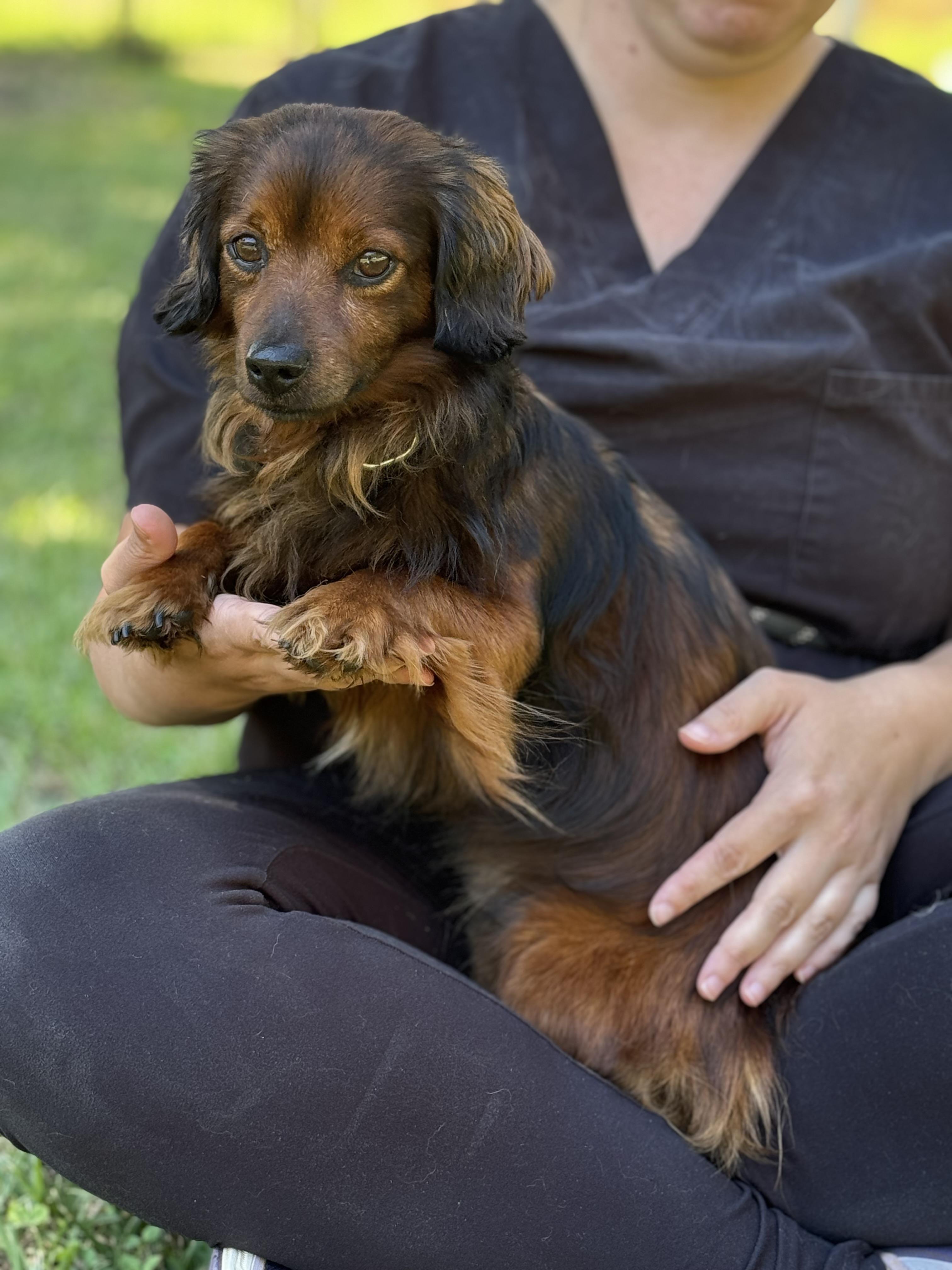 Thomas, an adopted Dachshund in Richmond, VA image 4/6