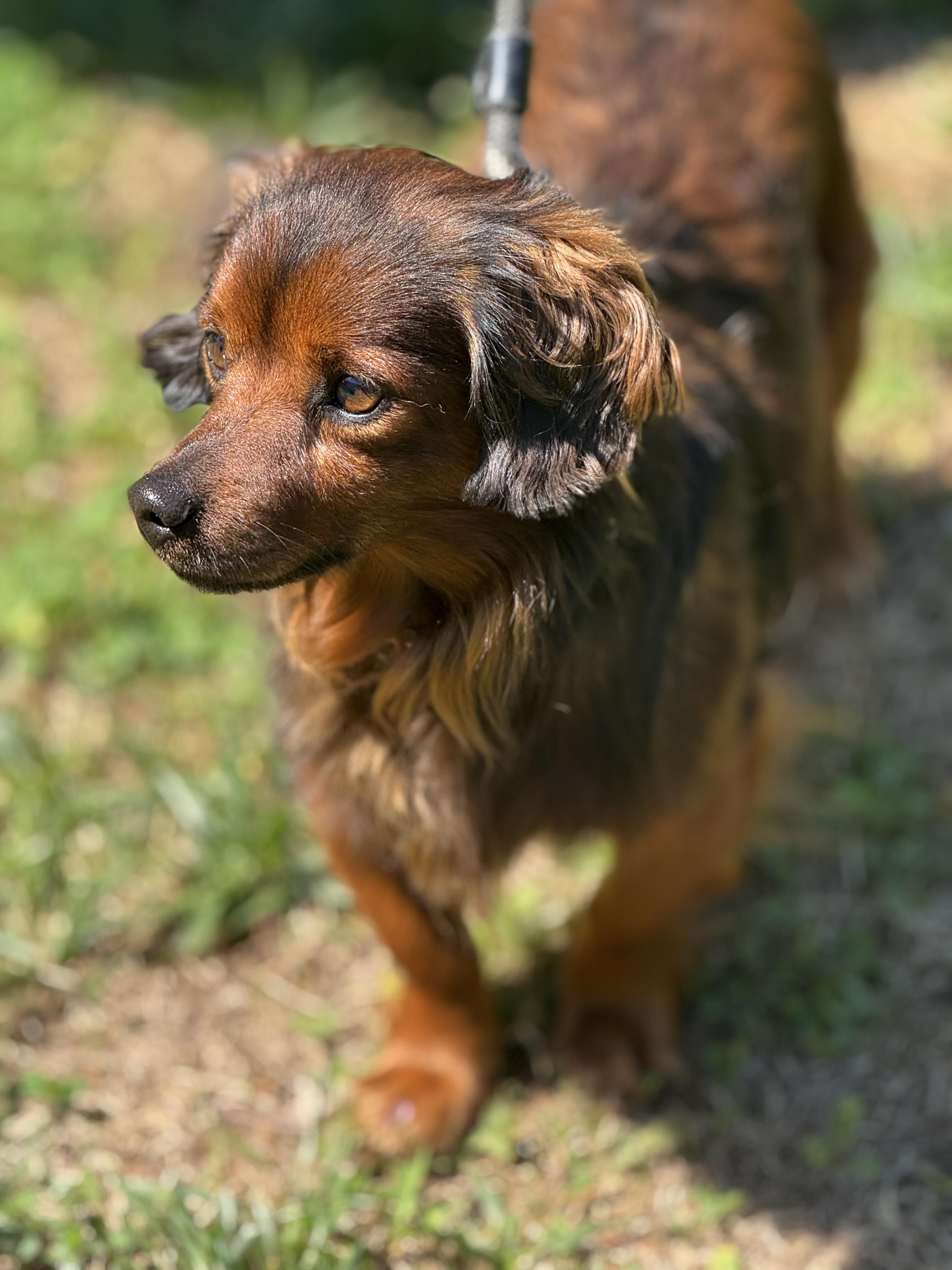 Thomas, an adopted Dachshund in Richmond, VA image 2/6