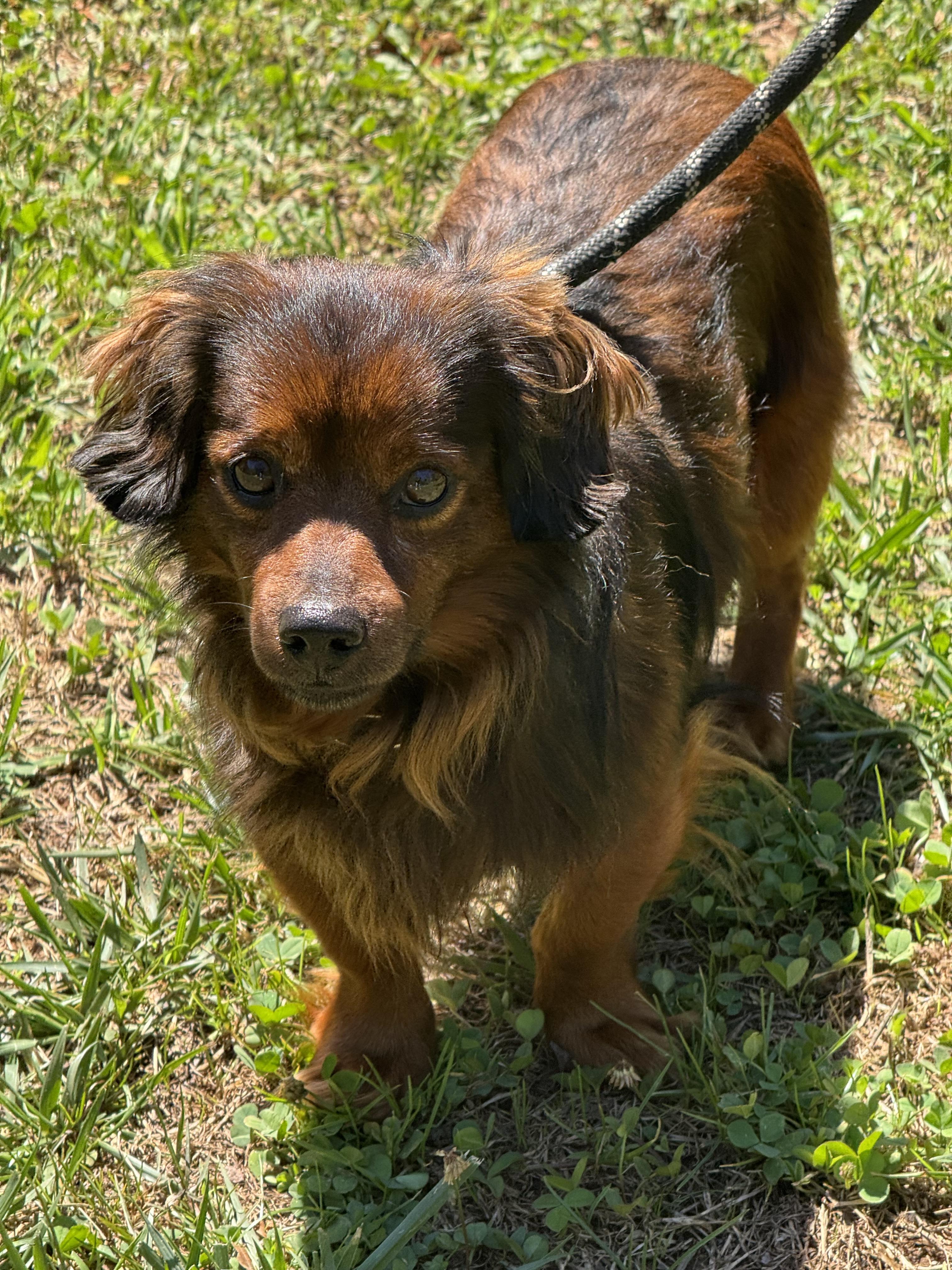 Thomas, an adopted Dachshund in Richmond, VA image 3/6