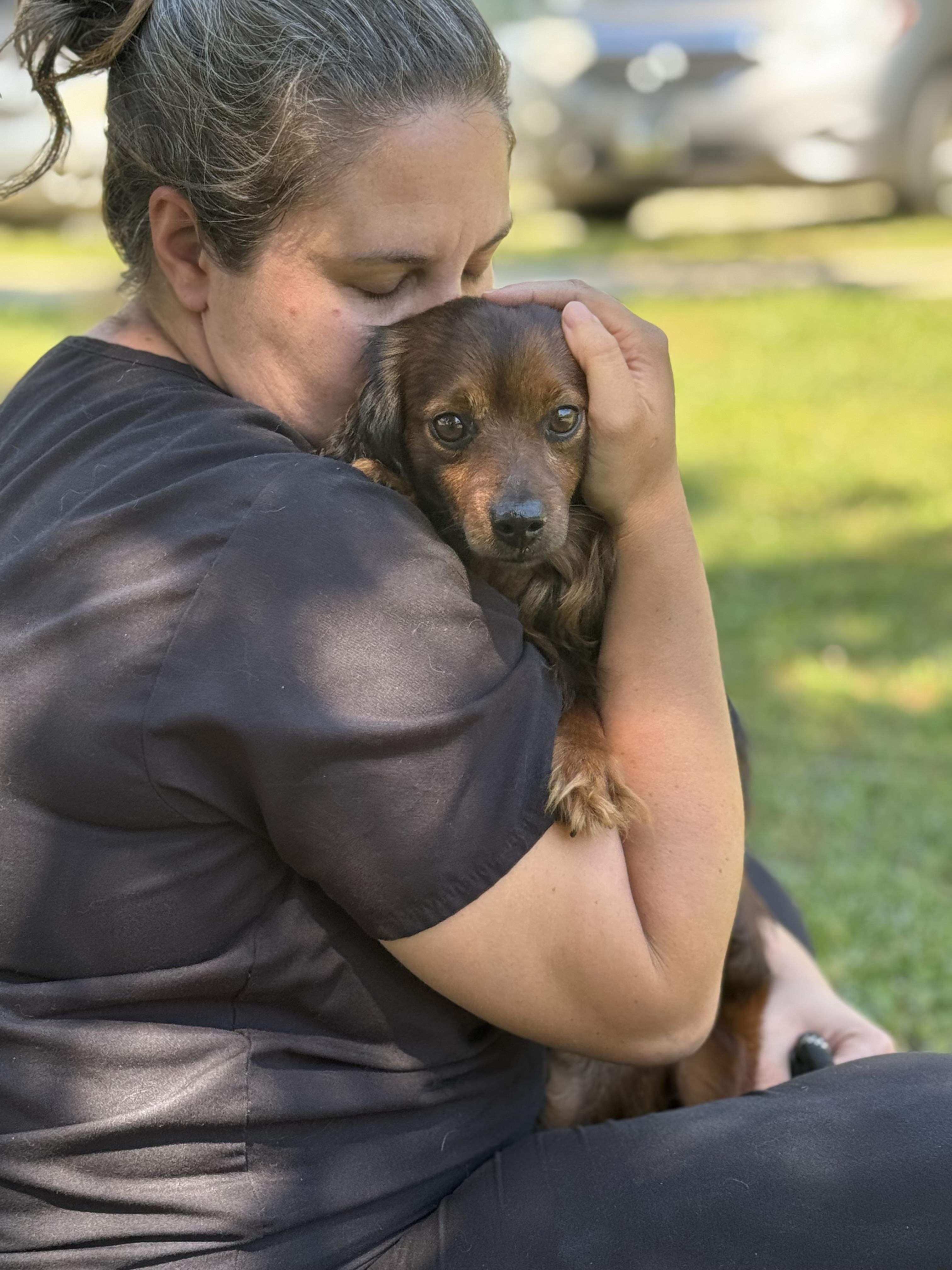 Thomas, an adopted Dachshund in Richmond, VA image 5/6