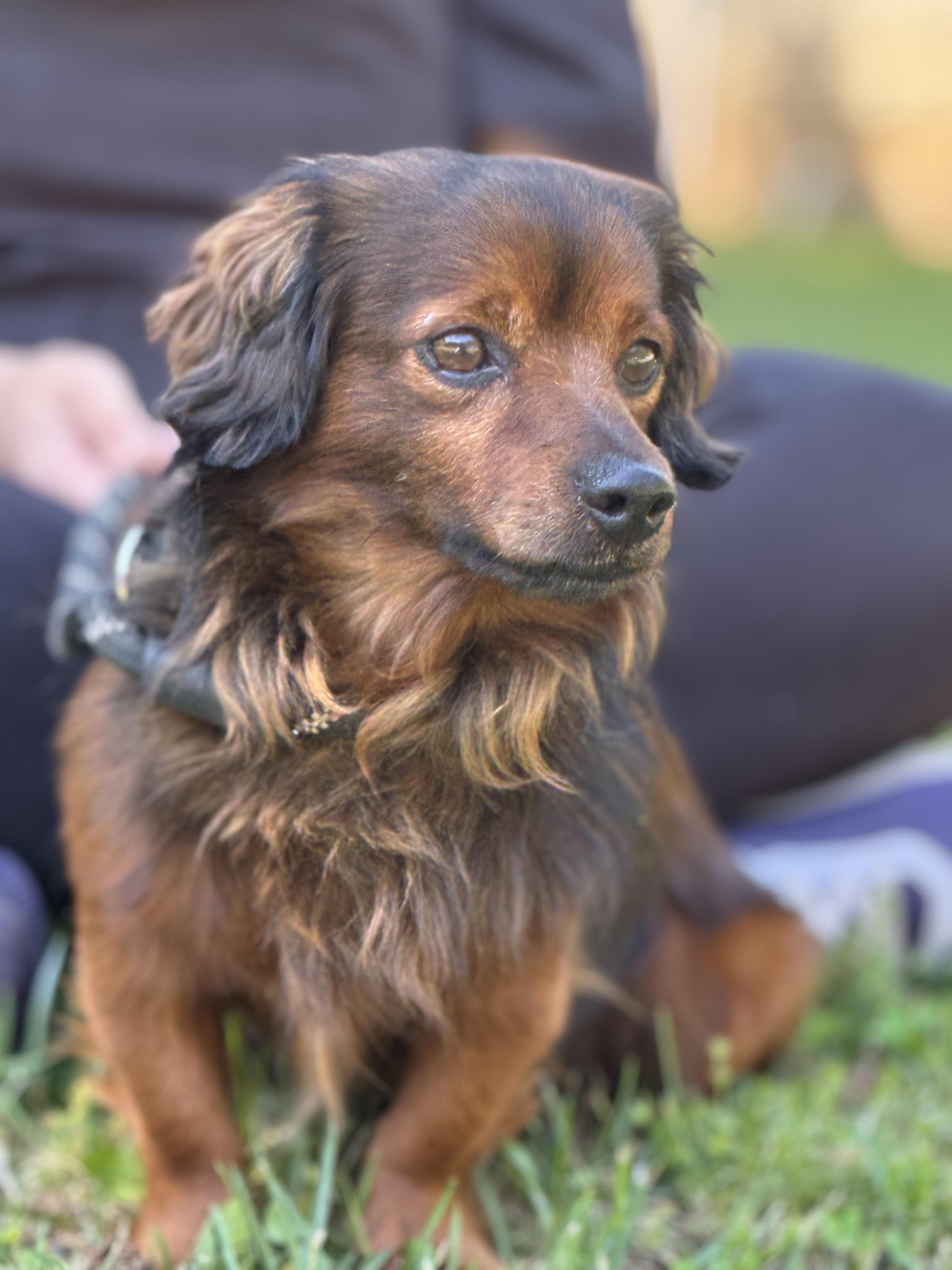Thomas, an adopted Dachshund in Richmond, VA image 1/6