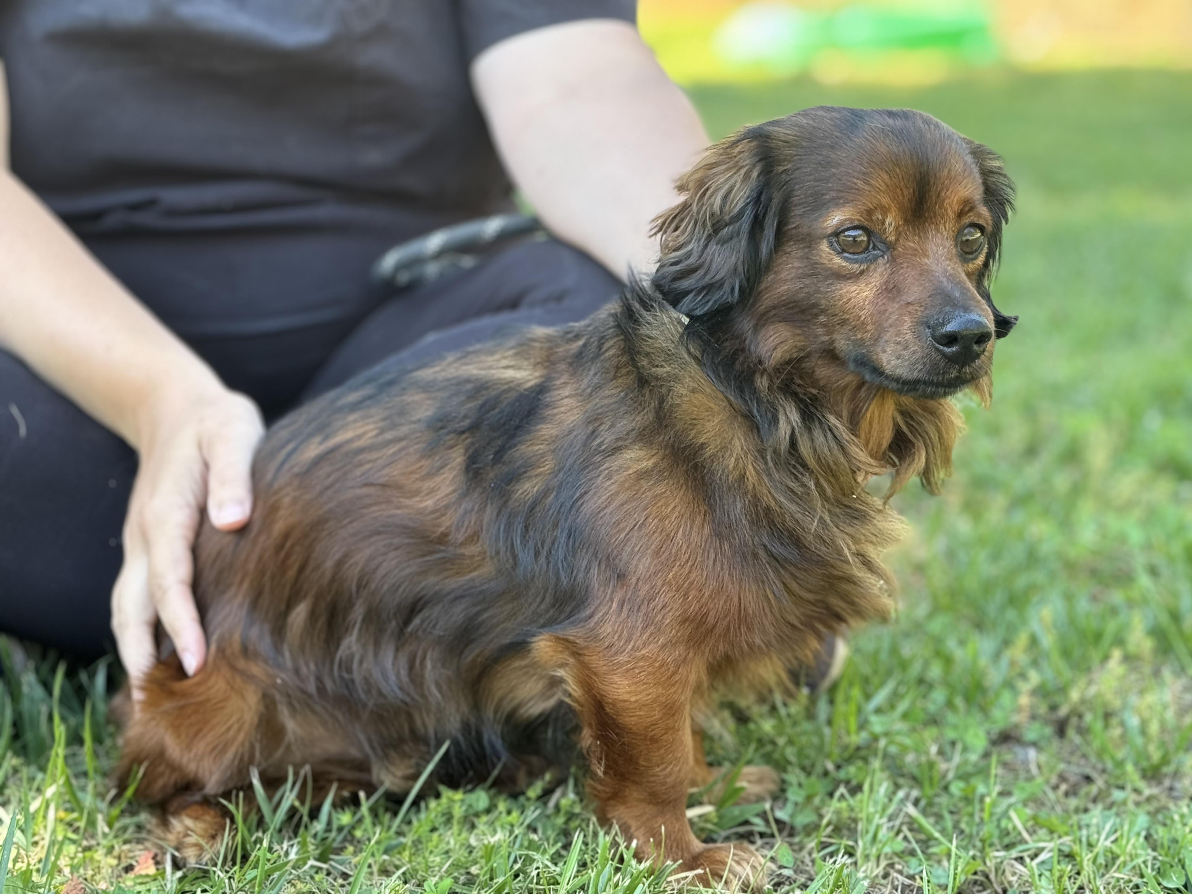 Thomas, an adopted Dachshund in Richmond, VA image 6/6