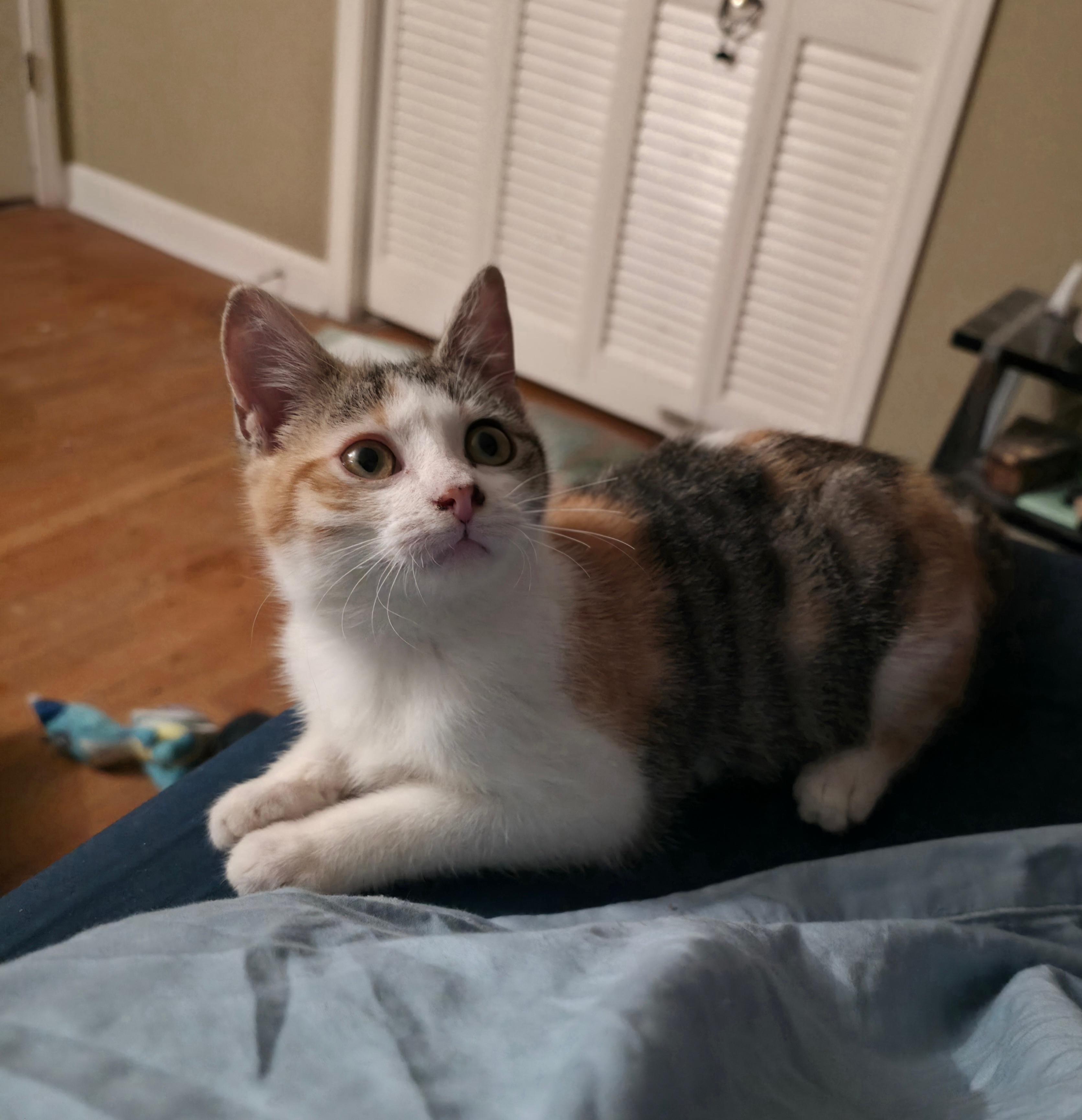Molly (Momo), adoptable, Kitten Female Calico.