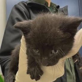 Enlarge Azolla, a Adoptable Domestic Short Hair in Williston, FL image 1/2