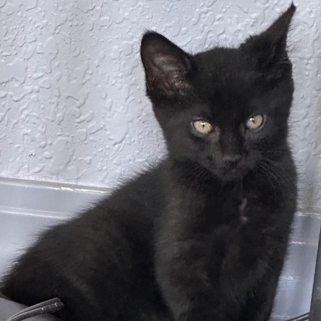 Enlarge Azolla, a Adoptable Domestic Short Hair in Williston, FL image 2/2