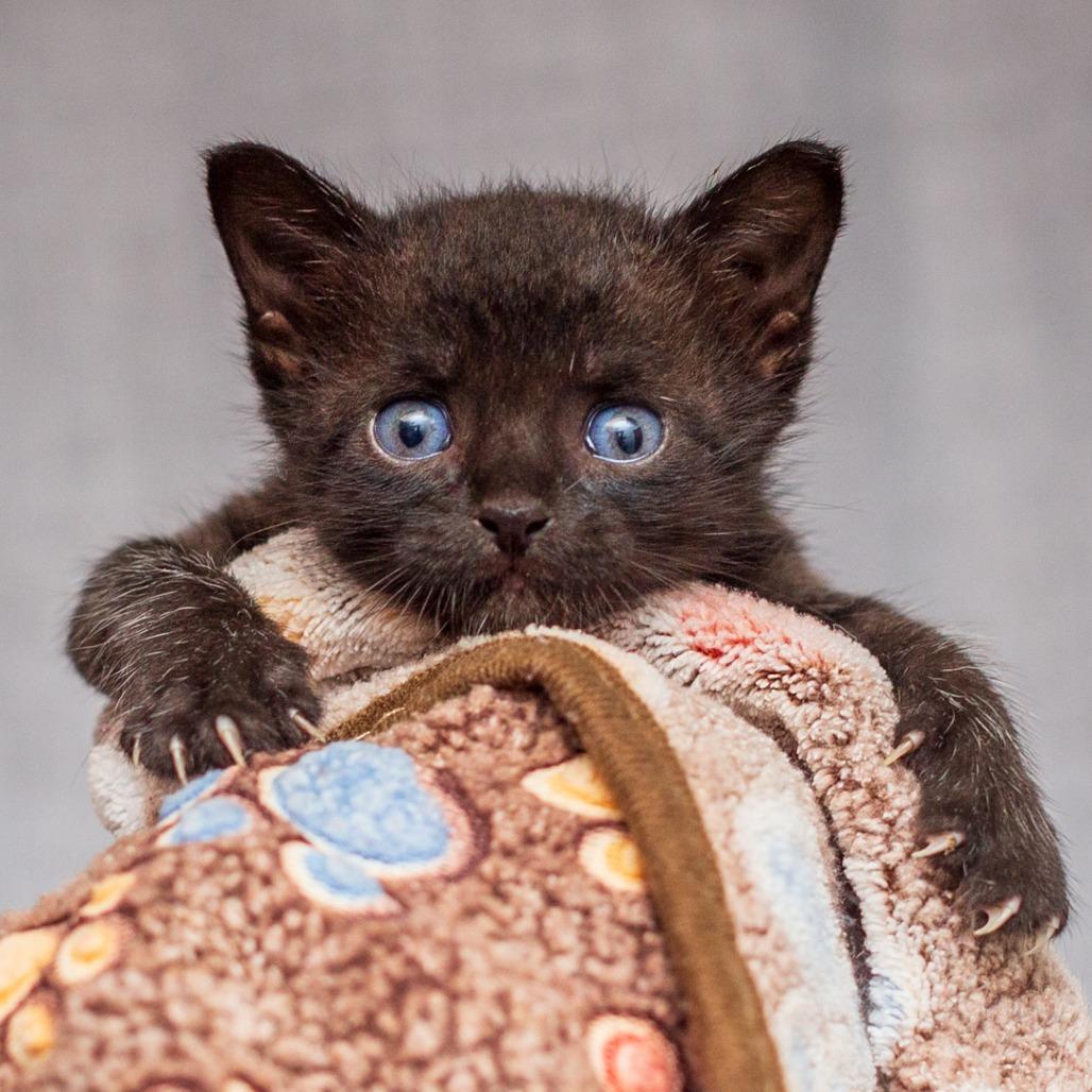 Enlarge Dami From Dreamcatcher, a Adoptable mixed breed in Hattiesburg, MS image 2/5