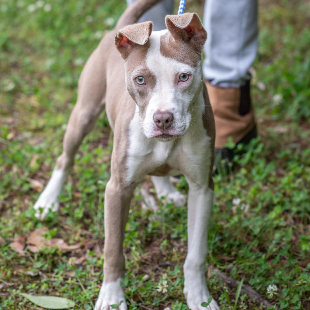 Enlarge PIPPI-30670, a Adoptable mixed breed in Bartlett, TN image 1/2