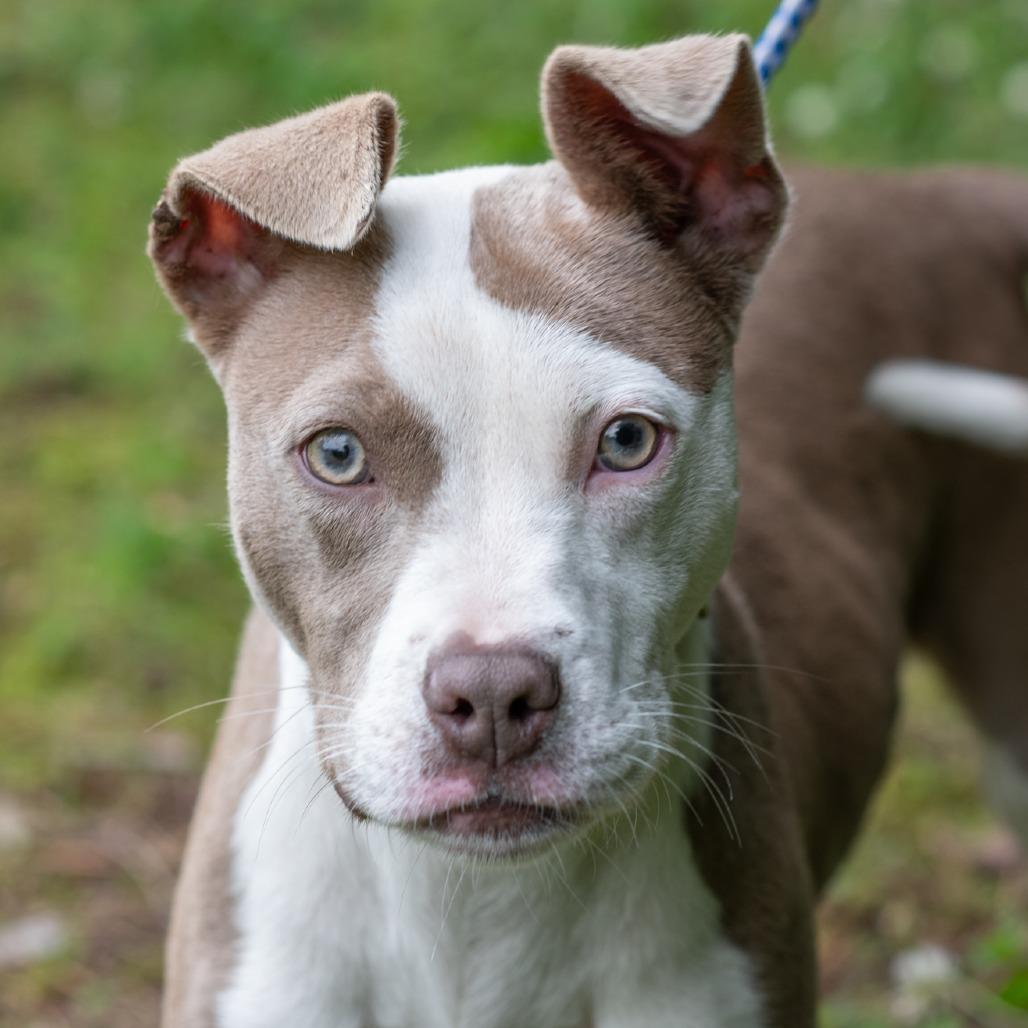 Enlarge PIPPI-30670, a Adoptable mixed breed in Bartlett, TN image 2/2