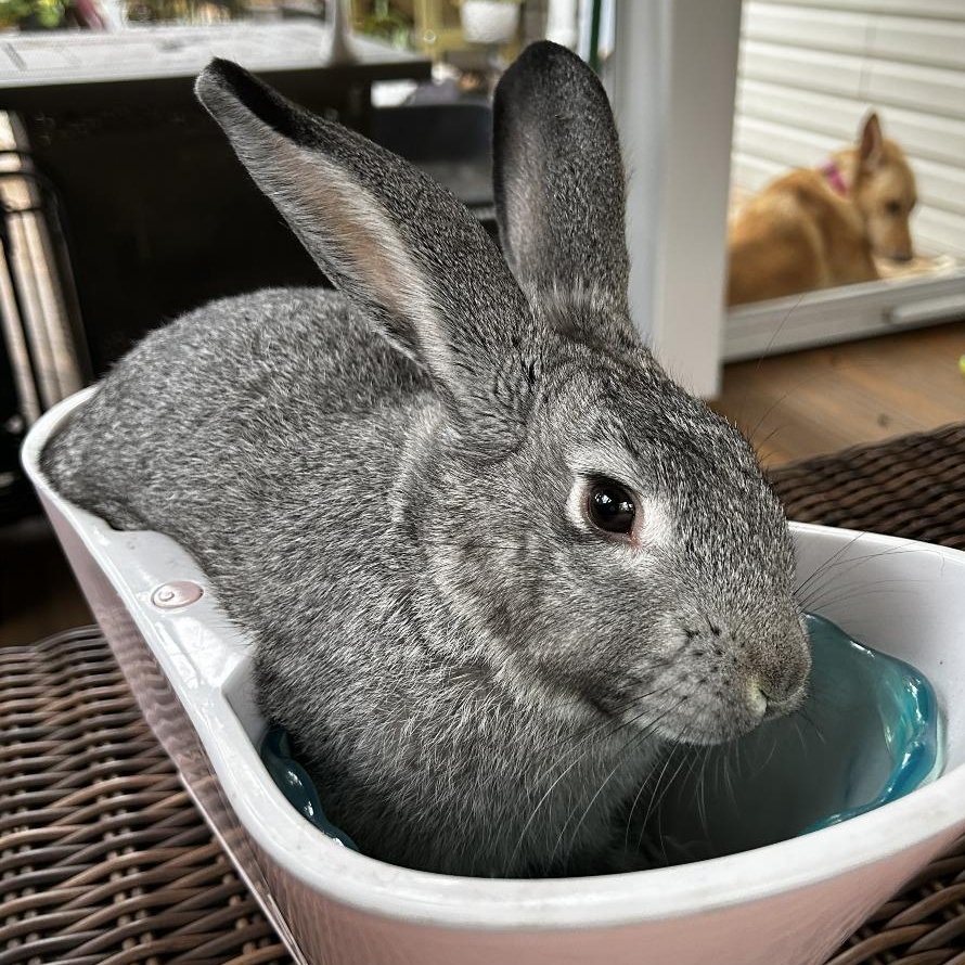 Enlarge Link (bonded to Nigel), an adopted American in Columbia, MD image 1/1